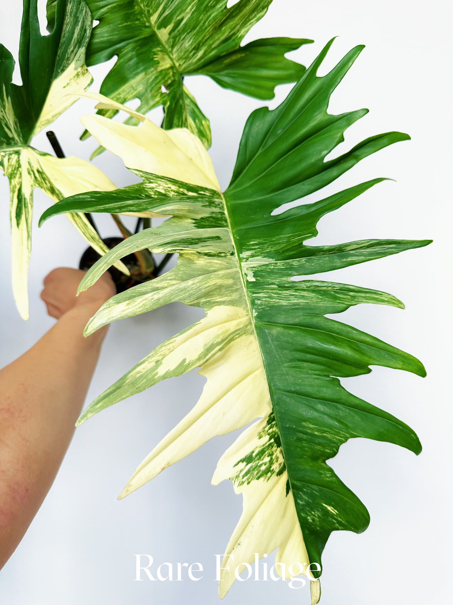 Philodendron Florida Beauty x Tortum 4” XL Exact Plant