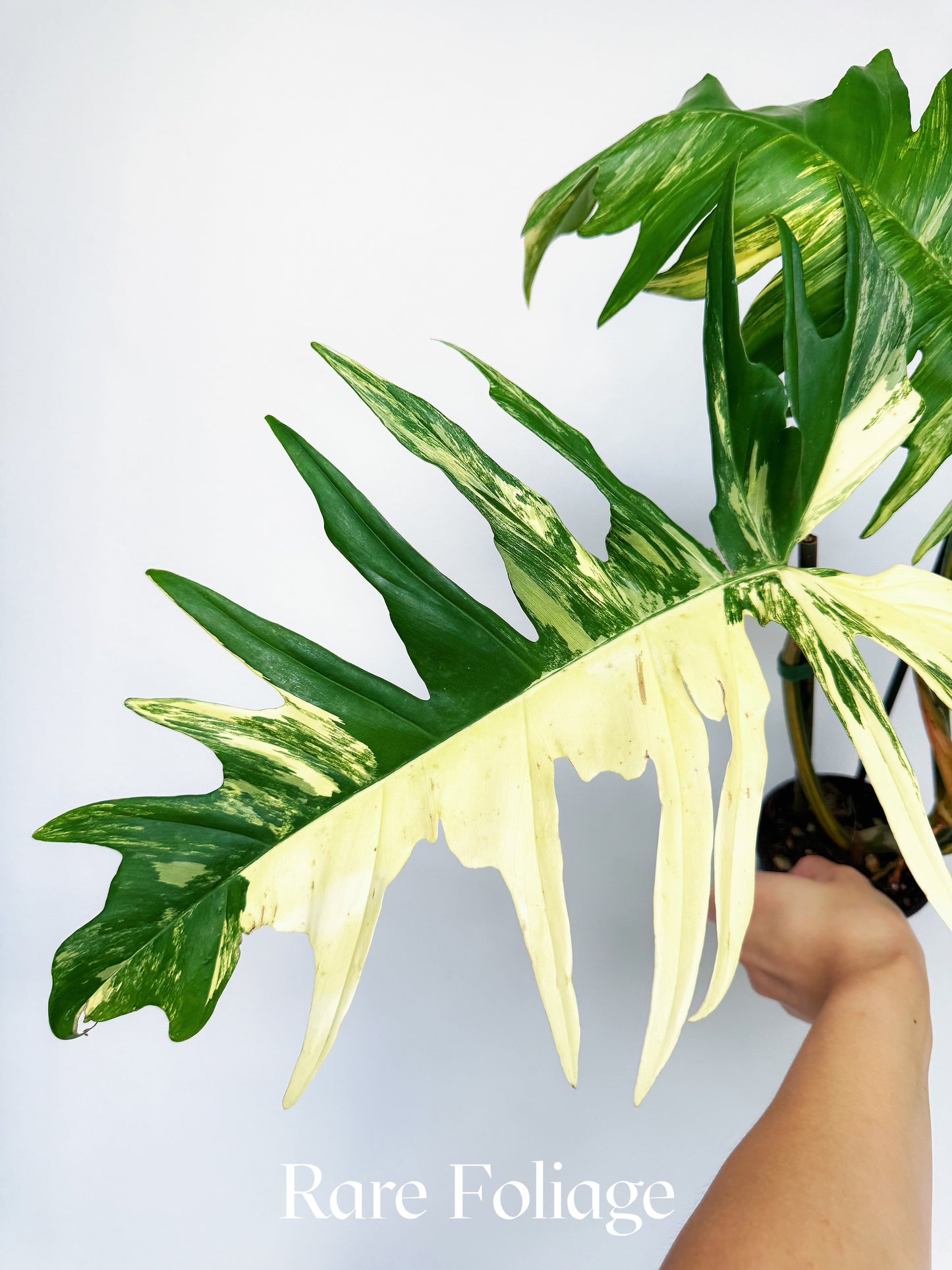 Philodendron Florida Beauty x Tortum 4” XL Exact Plant