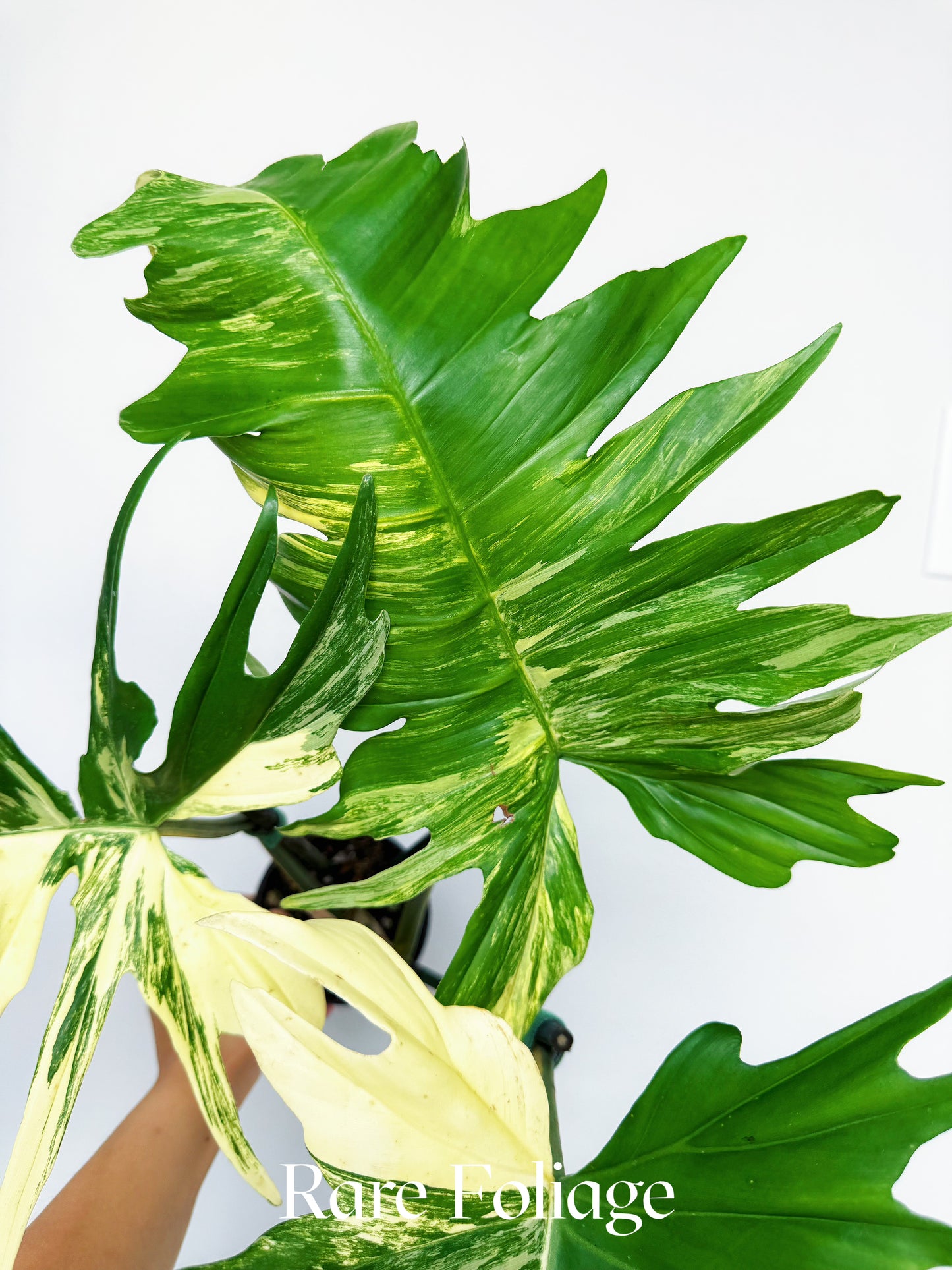 Philodendron Florida Beauty x Tortum 4” XL Exact Plant