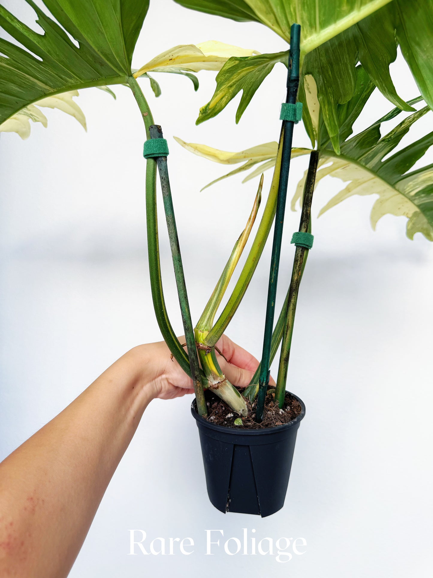 Philodendron Florida Beauty x Tortum 4” XL Exact Plant