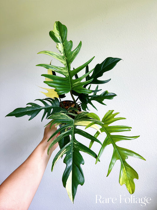 Philodendron Florida Beauty x Tortum Variegated 4"