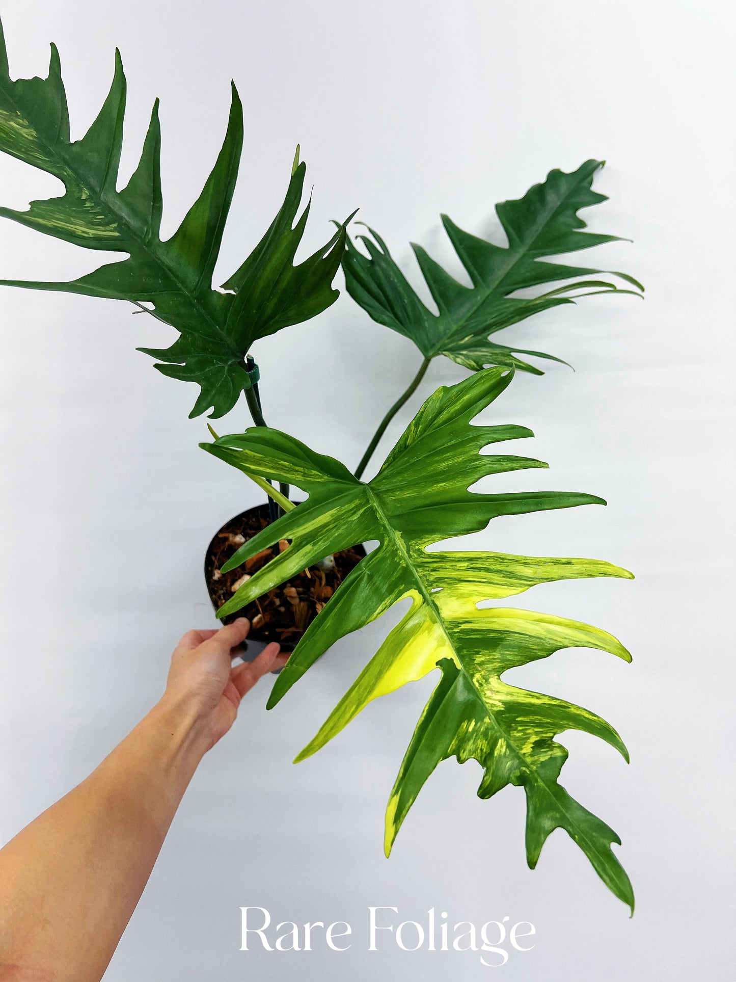 Philodendron Florida Beauty x Tortum Variegated 6" Exact Plant