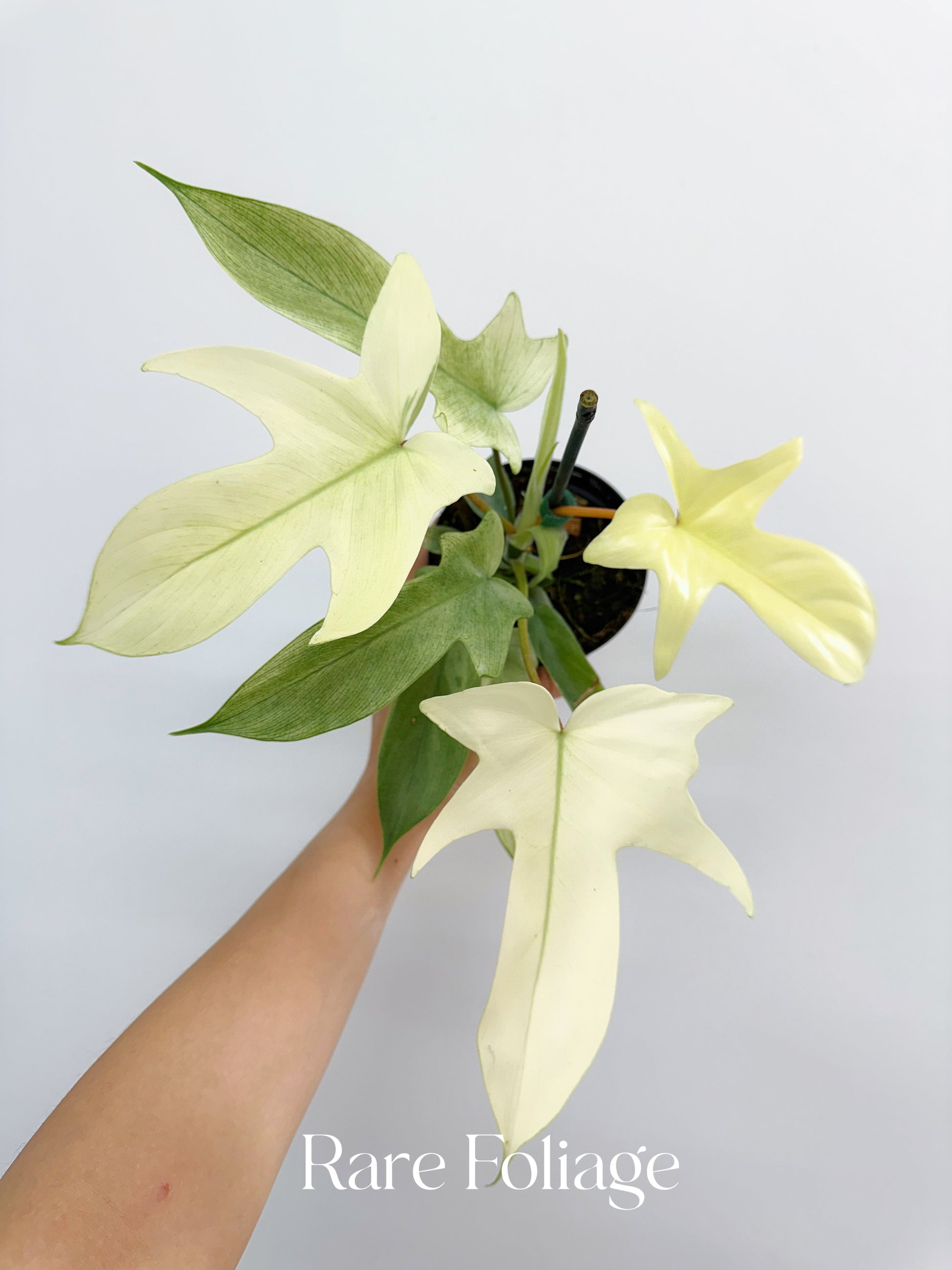 ghost mint philodendron Philodendron Florida Ghost Mint 4”