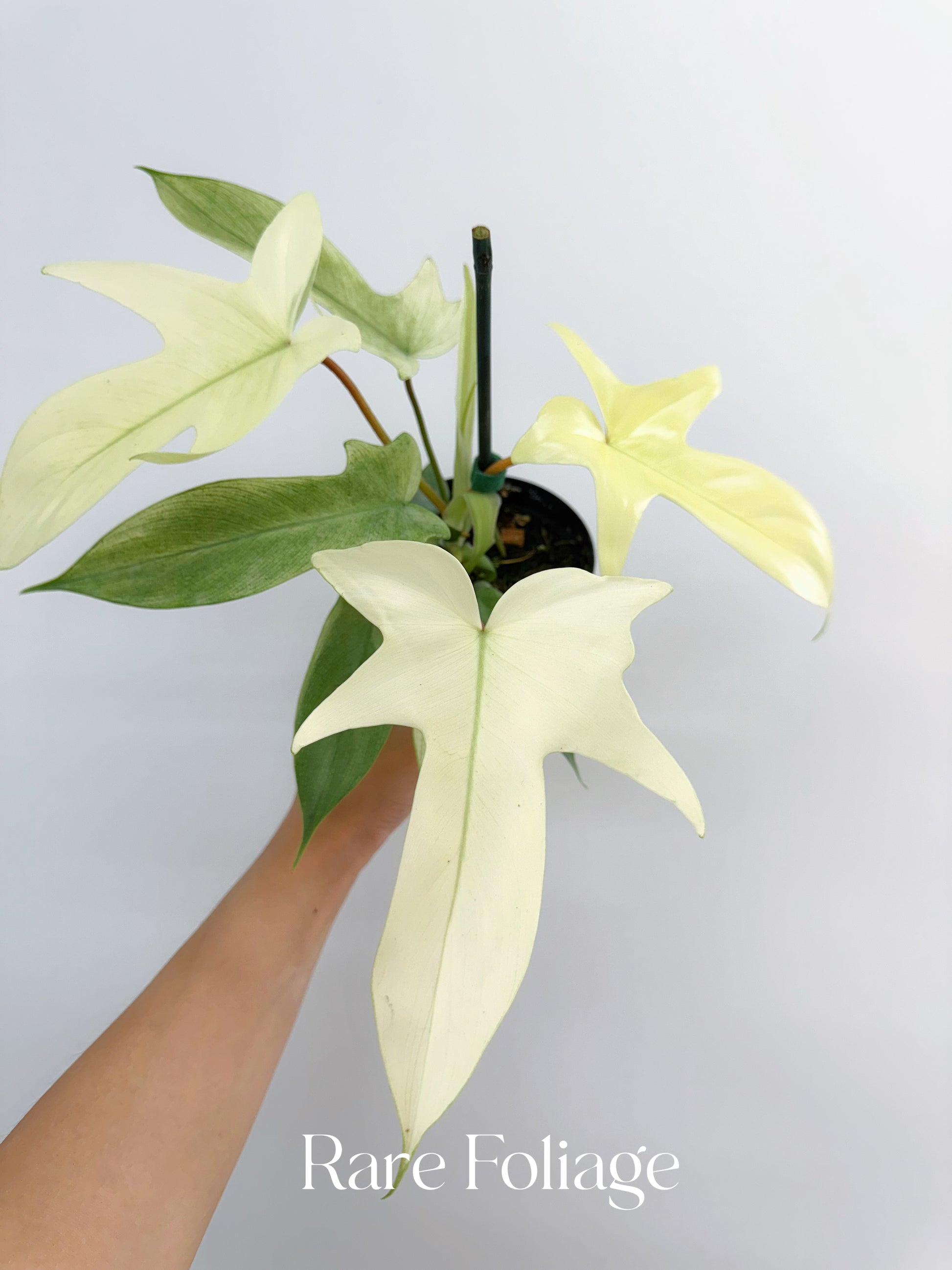 philodendron 'florida ghost' Philodendron Florida Ghost Mint 4” – Rare Foliage Plant Co