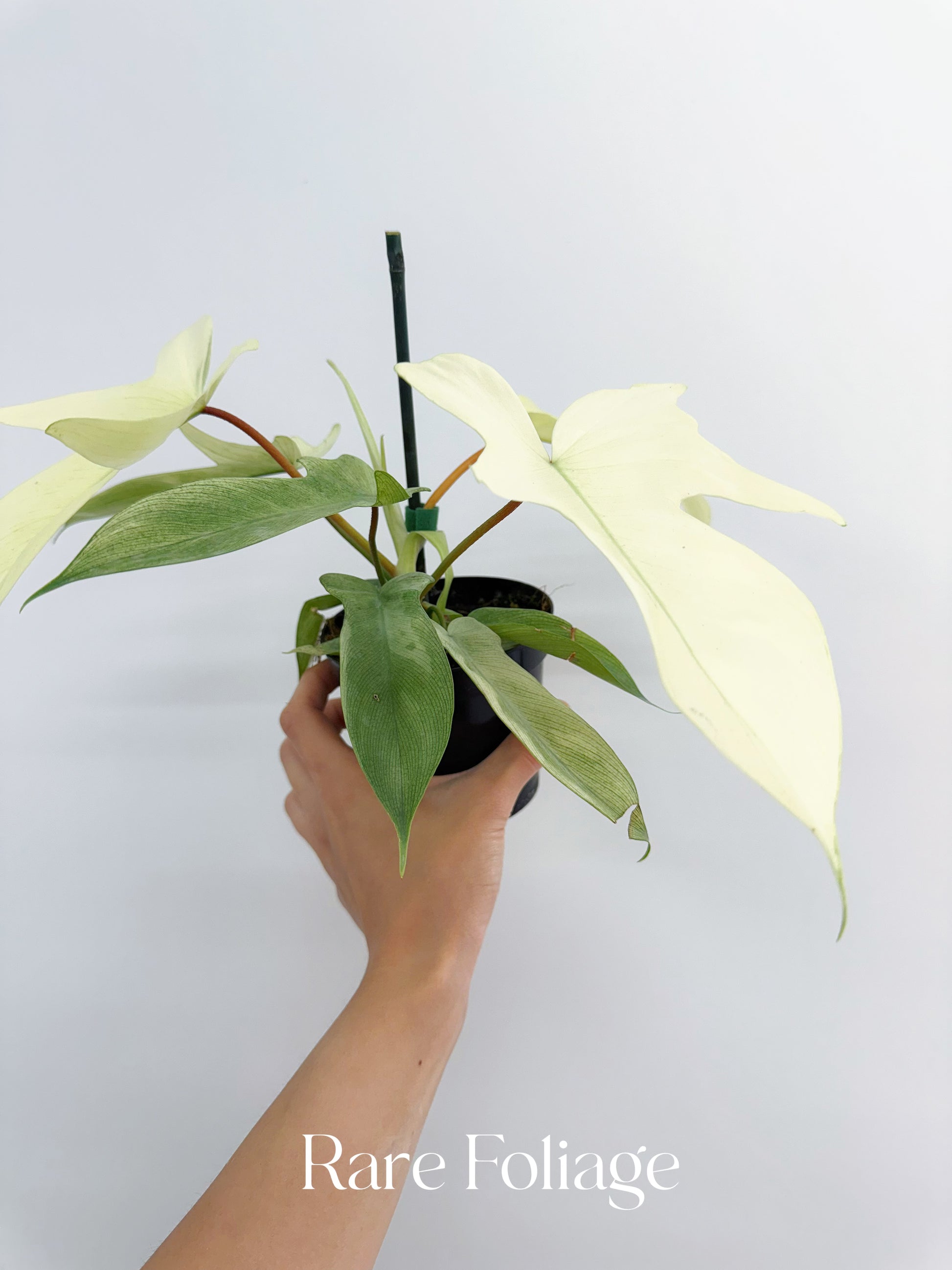 philodendron florida ghost for sale Philodendron Florida Ghost Mint 4” – Rare Foliage Plant Co