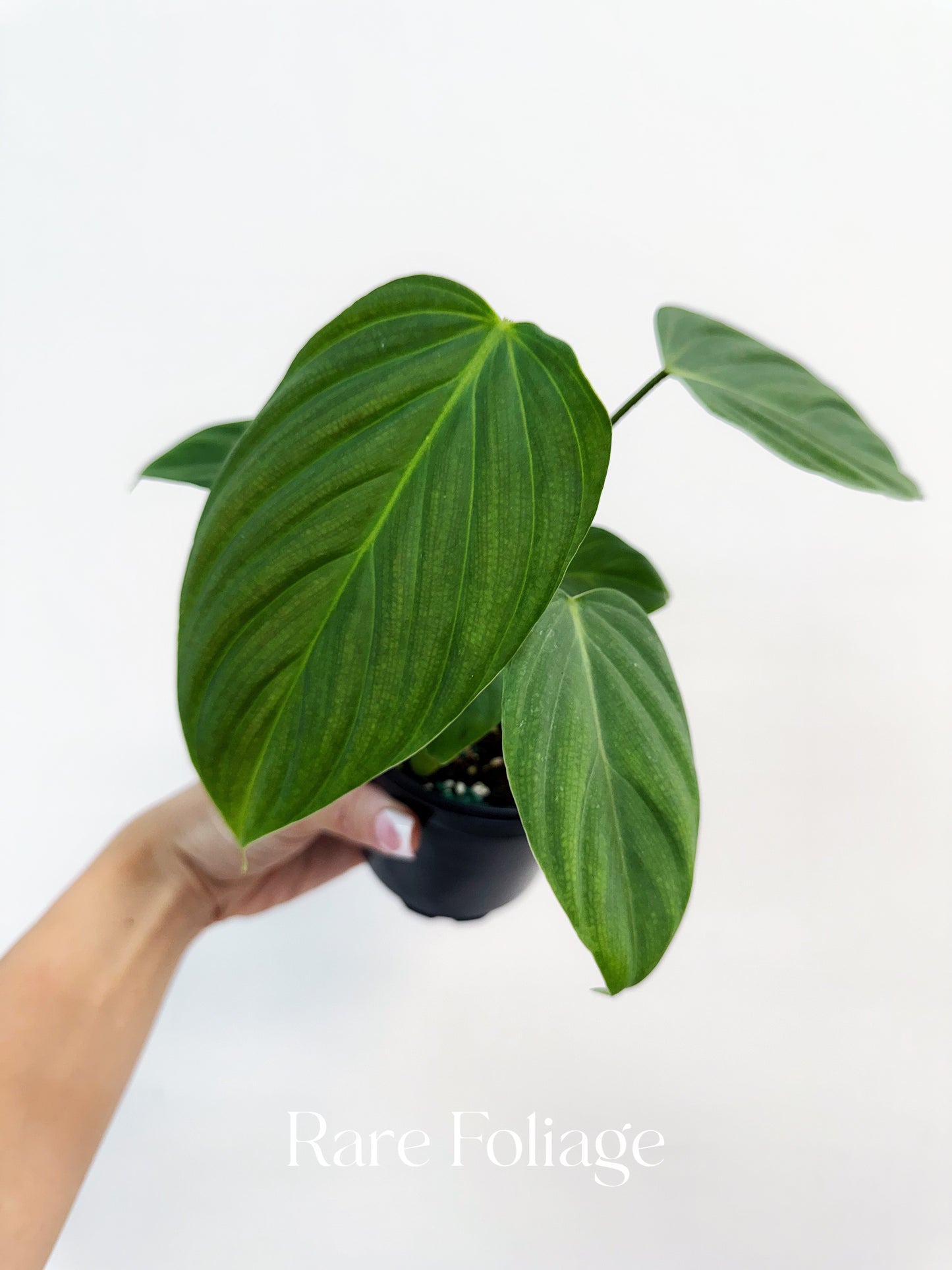 Philodendron Fuzzy Petiole 4"
