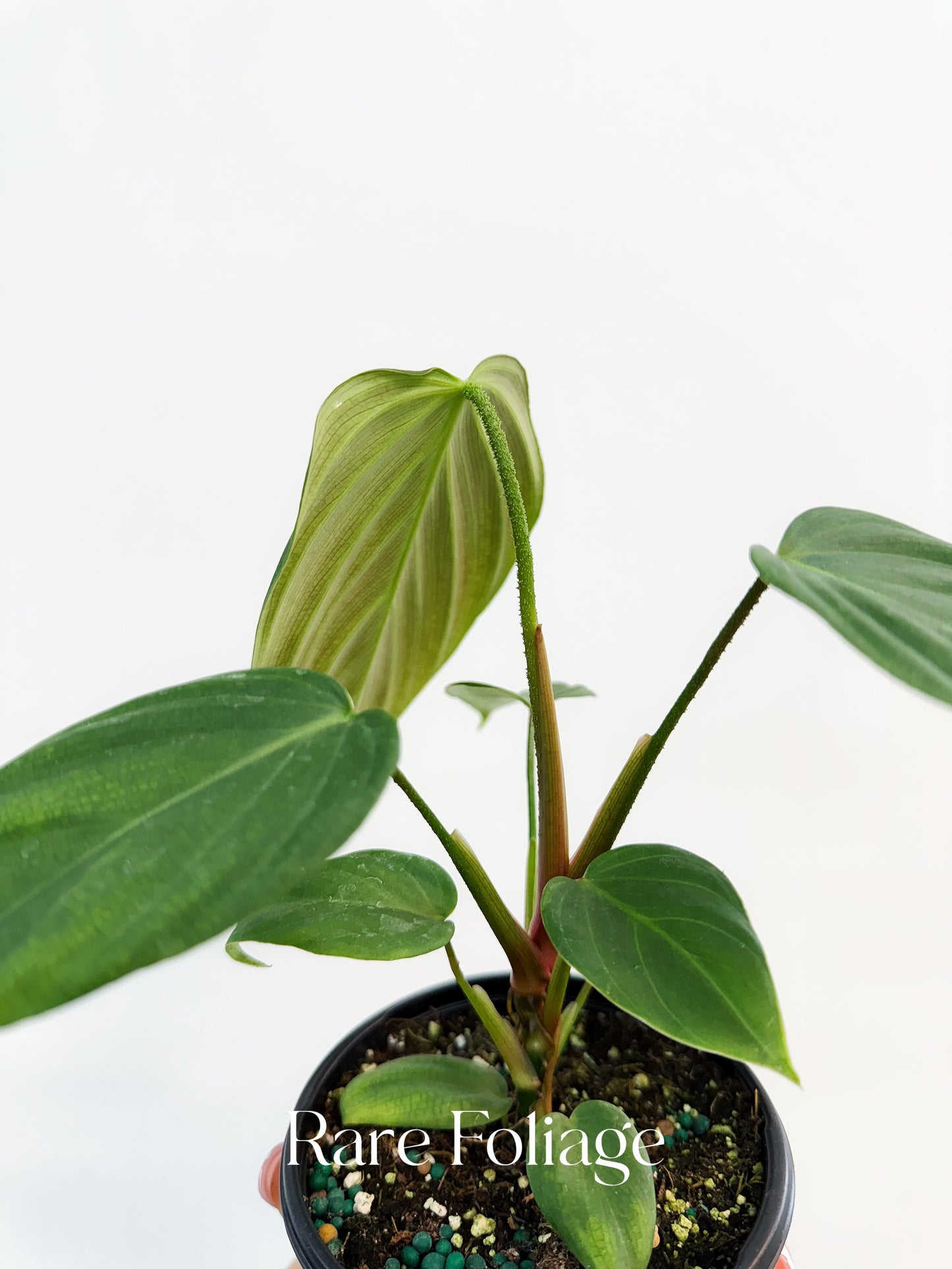 Philodendron Fuzzy Petiole 4"