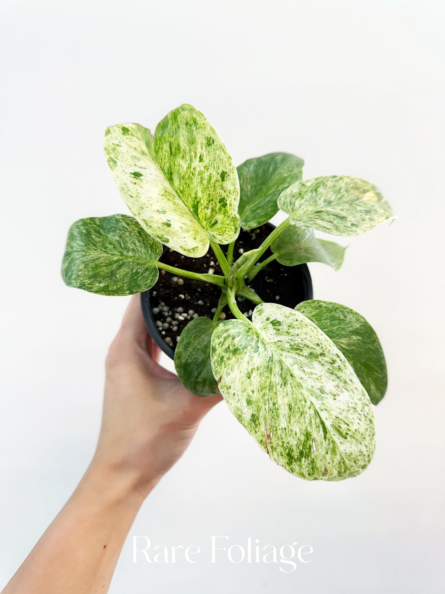 Philodendron Giganteum Blizzard 4"
