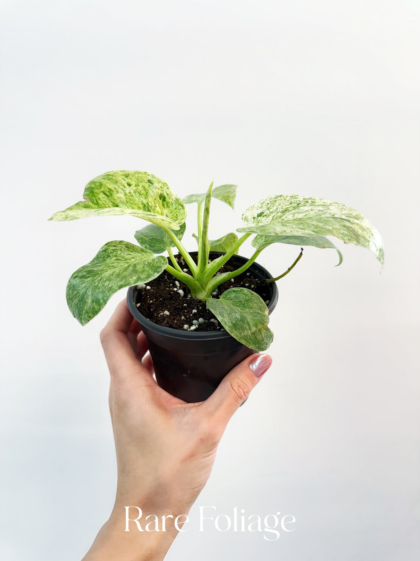 Philodendron Giganteum Blizzard 4"