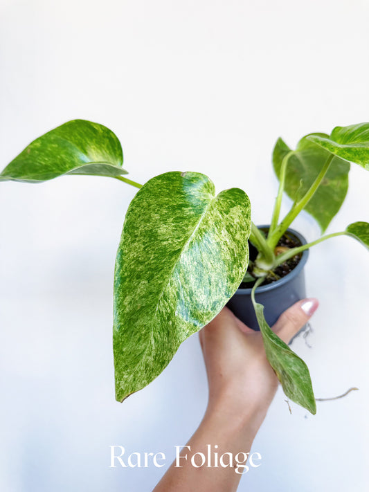 Philodendron Giganteum Blizzard 4"