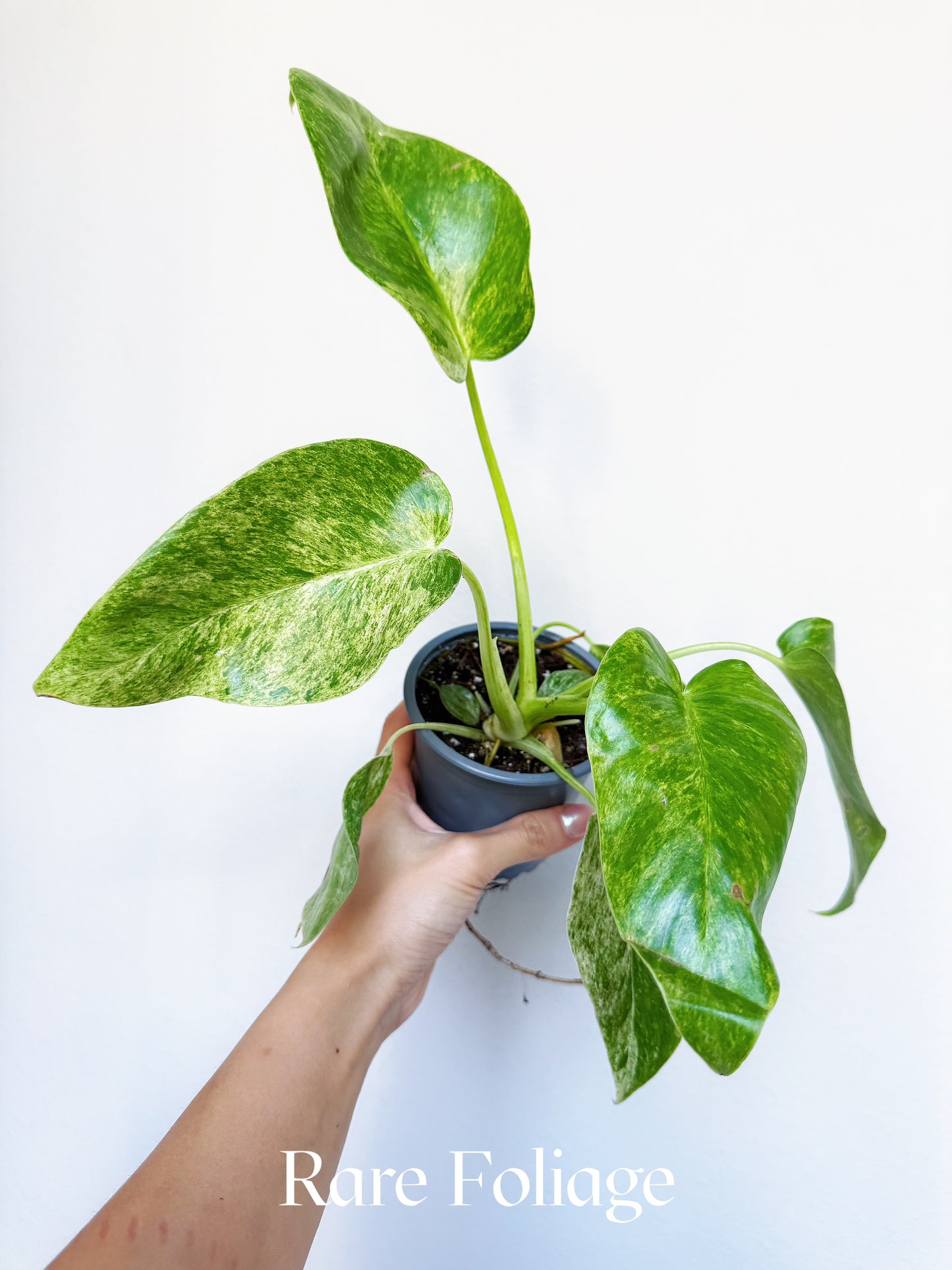 Philodendron Giganteum Blizzard 4"