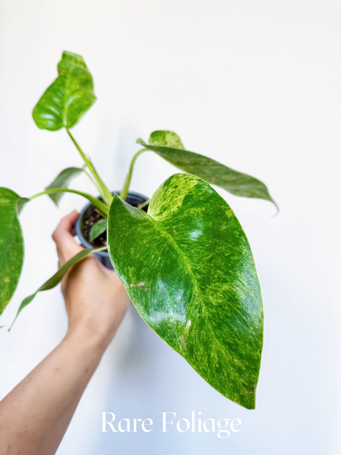Philodendron Giganteum Blizzard 4"