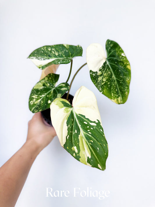 Philodendron Gloriosum Galaxy Variegated 4"