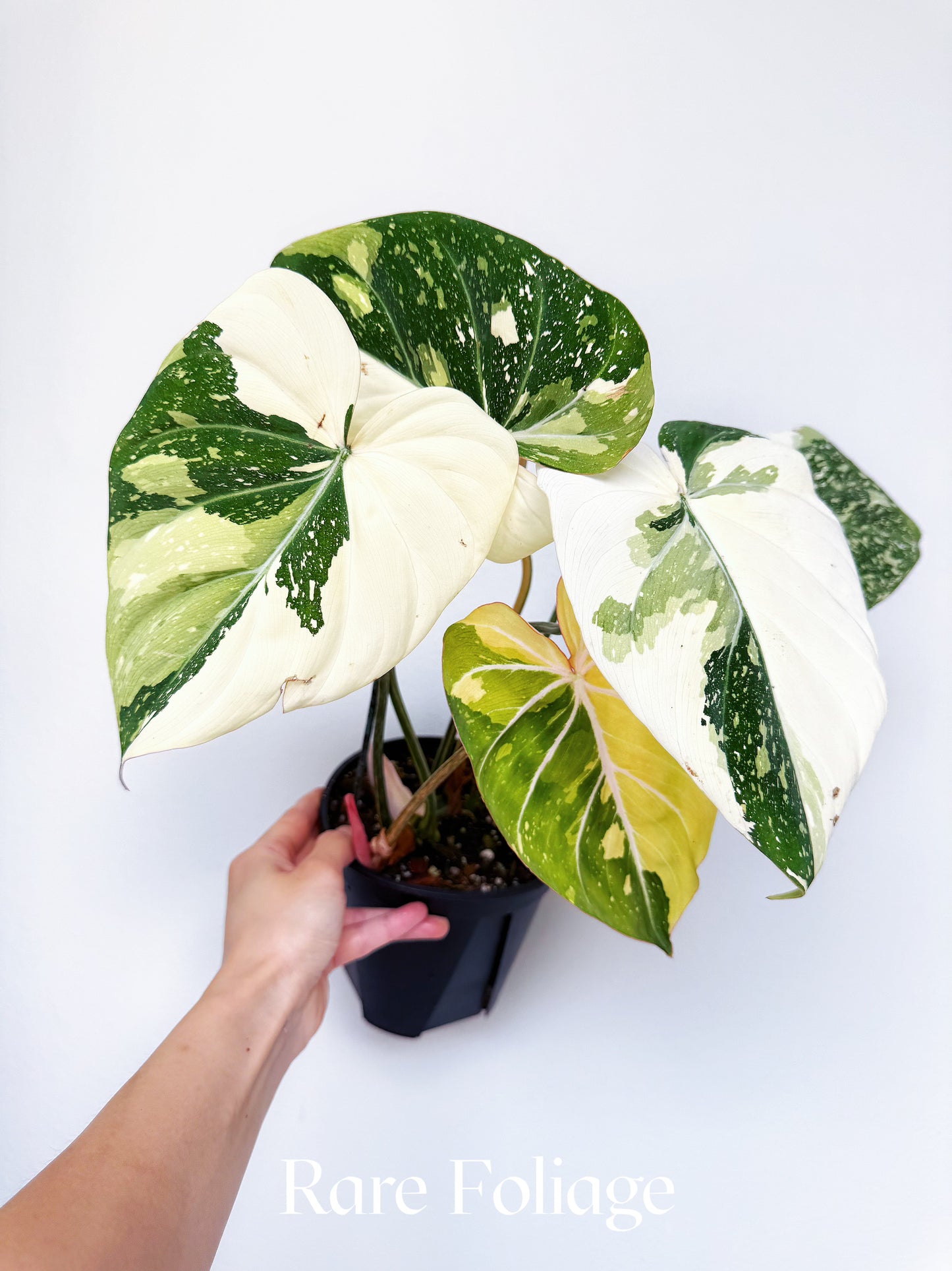 Philodendron Gloriosum Variegated Large 6” Exact Plant