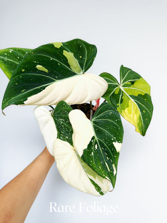 Philodendron Gloriosum Galaxy Type 2 Variegated 5" Exact Plant