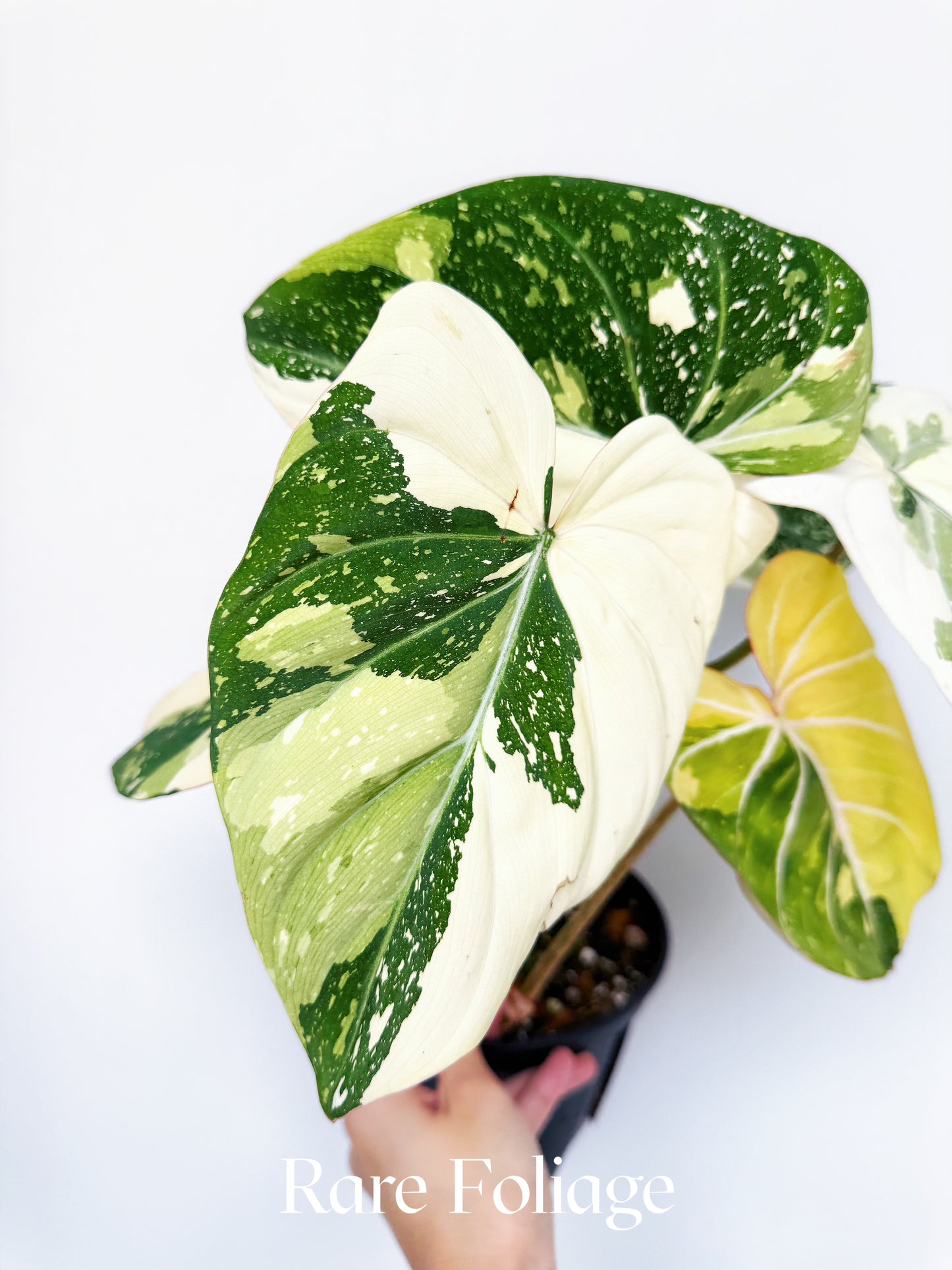 Philodendron Gloriosum Variegated Large 6” Exact Plant