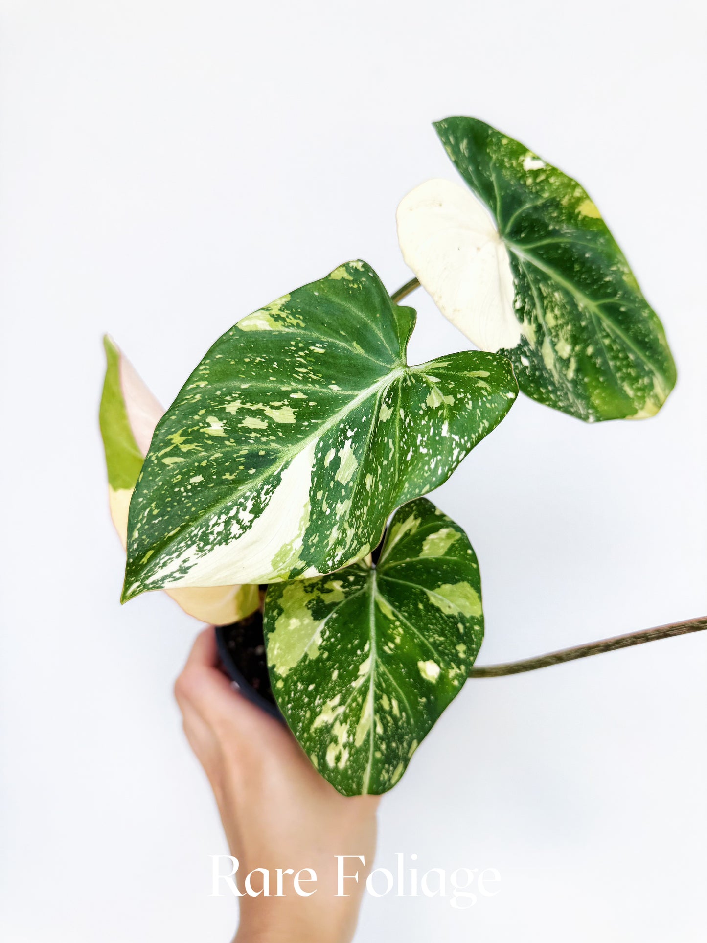 Philodendron Gloriosum Galaxy Variegated 4"