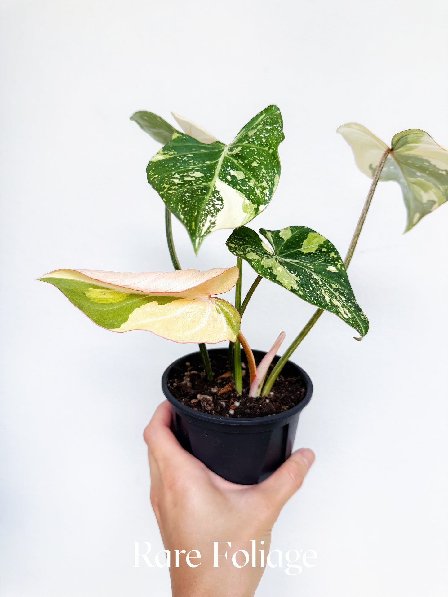 Philodendron Gloriosum Galaxy Variegated 4"