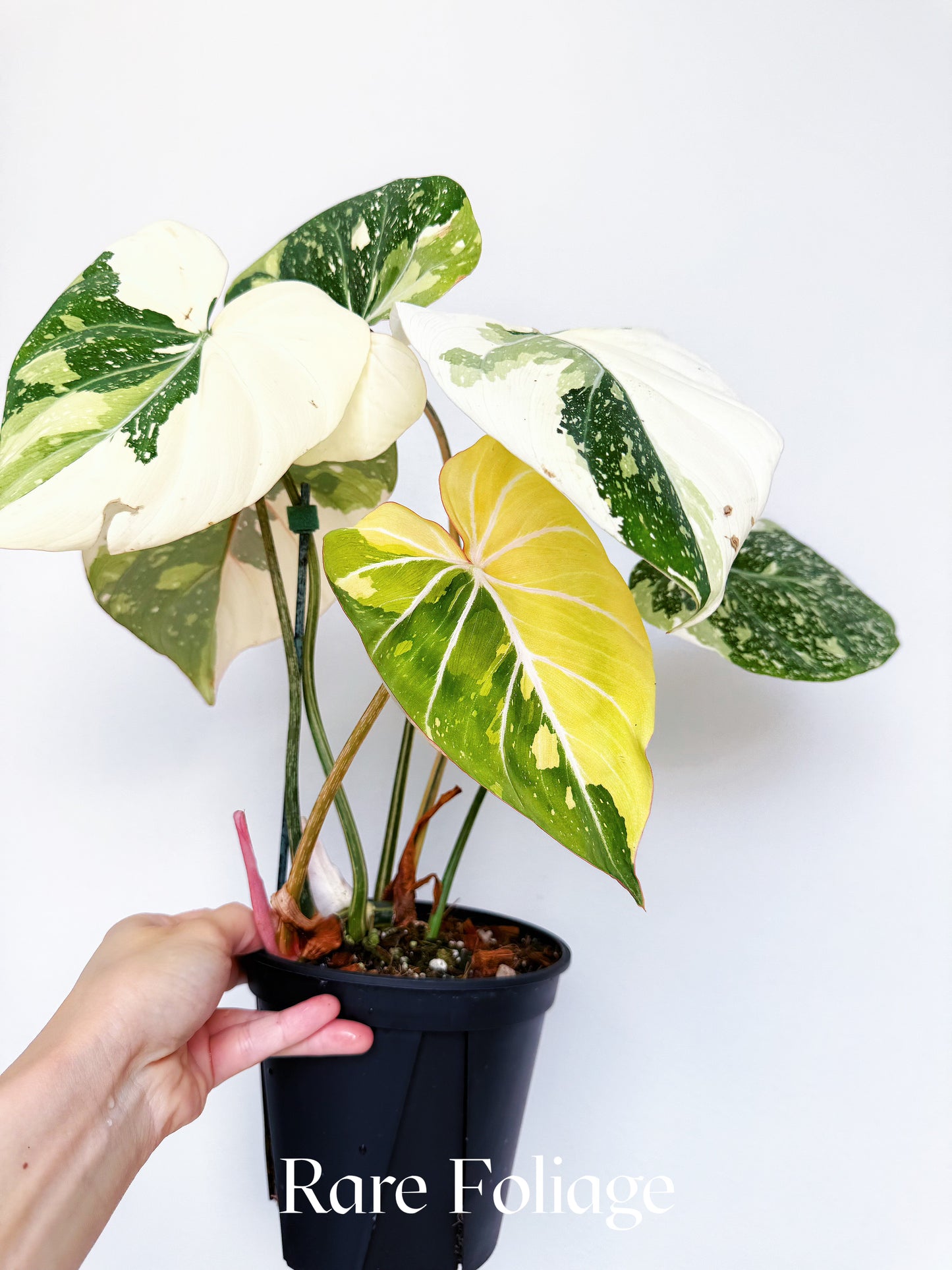 Philodendron Gloriosum Variegated Large 6” Exact Plant