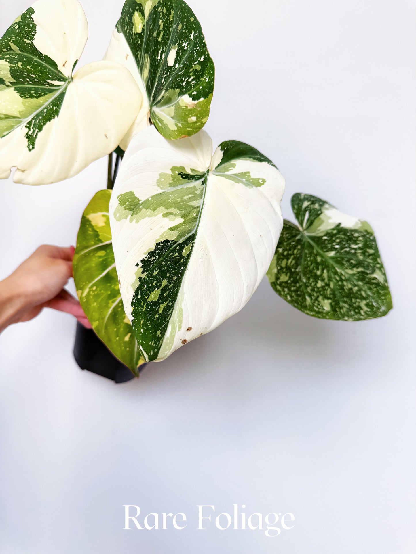Philodendron Gloriosum Variegated Large 6” Exact Plant