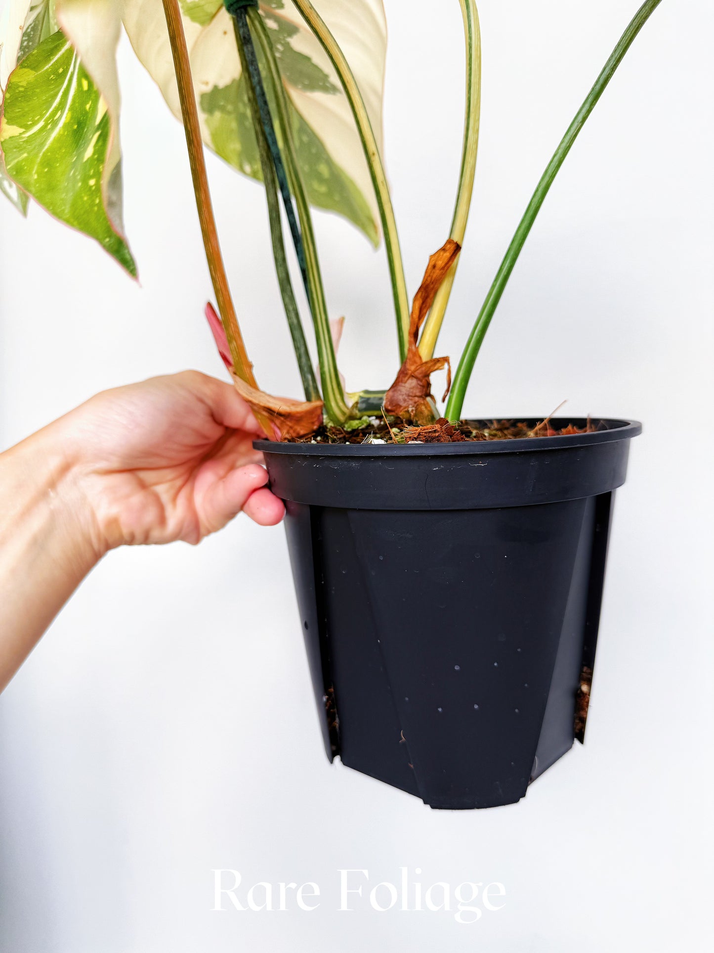 Philodendron Gloriosum Variegated Large 6” Exact Plant