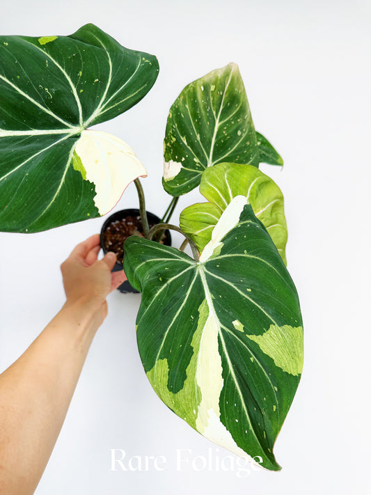 Philodendron Gloriosum Variegated 5" Large Exact Plant