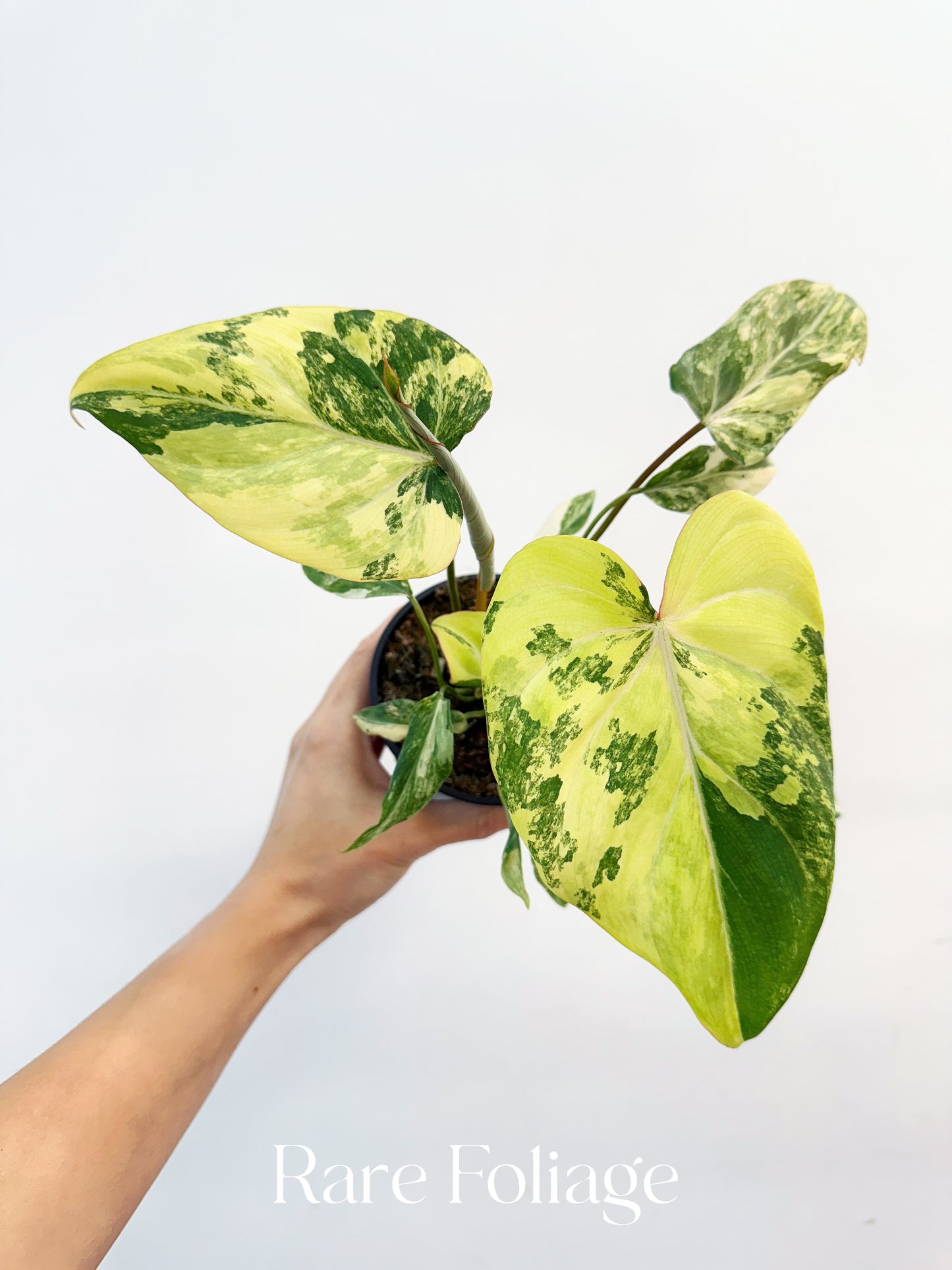 Philodendron Gloriosum Variegated Large 4” Exact Plant