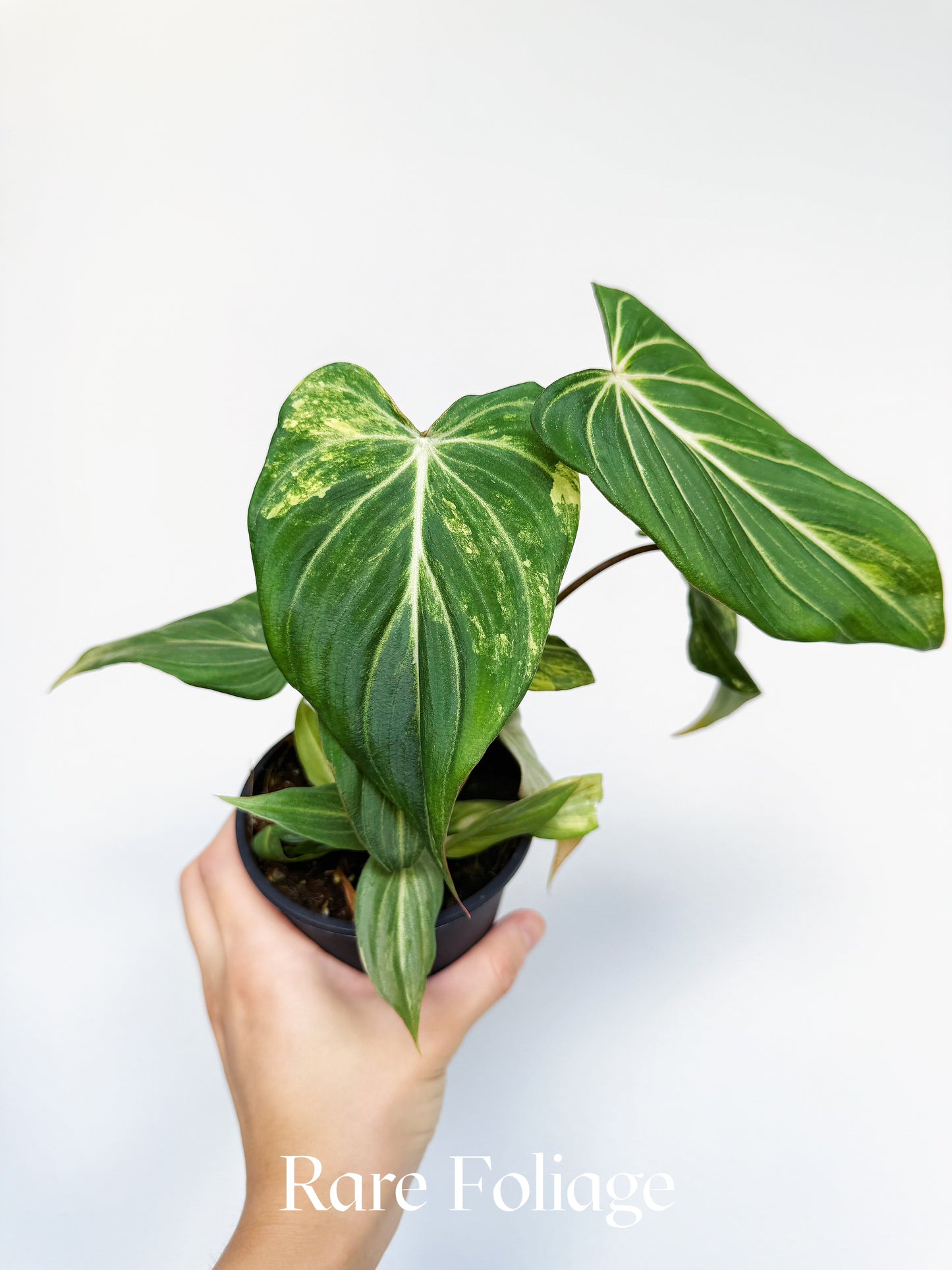 Philodendron Gloriosum Variegated Low Variegation 4"