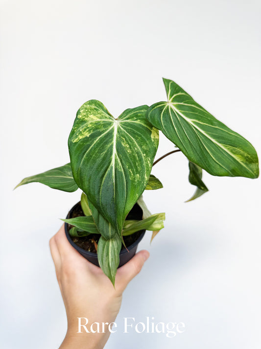Philodendron Gloriosum Variegated Low Variegation 4"