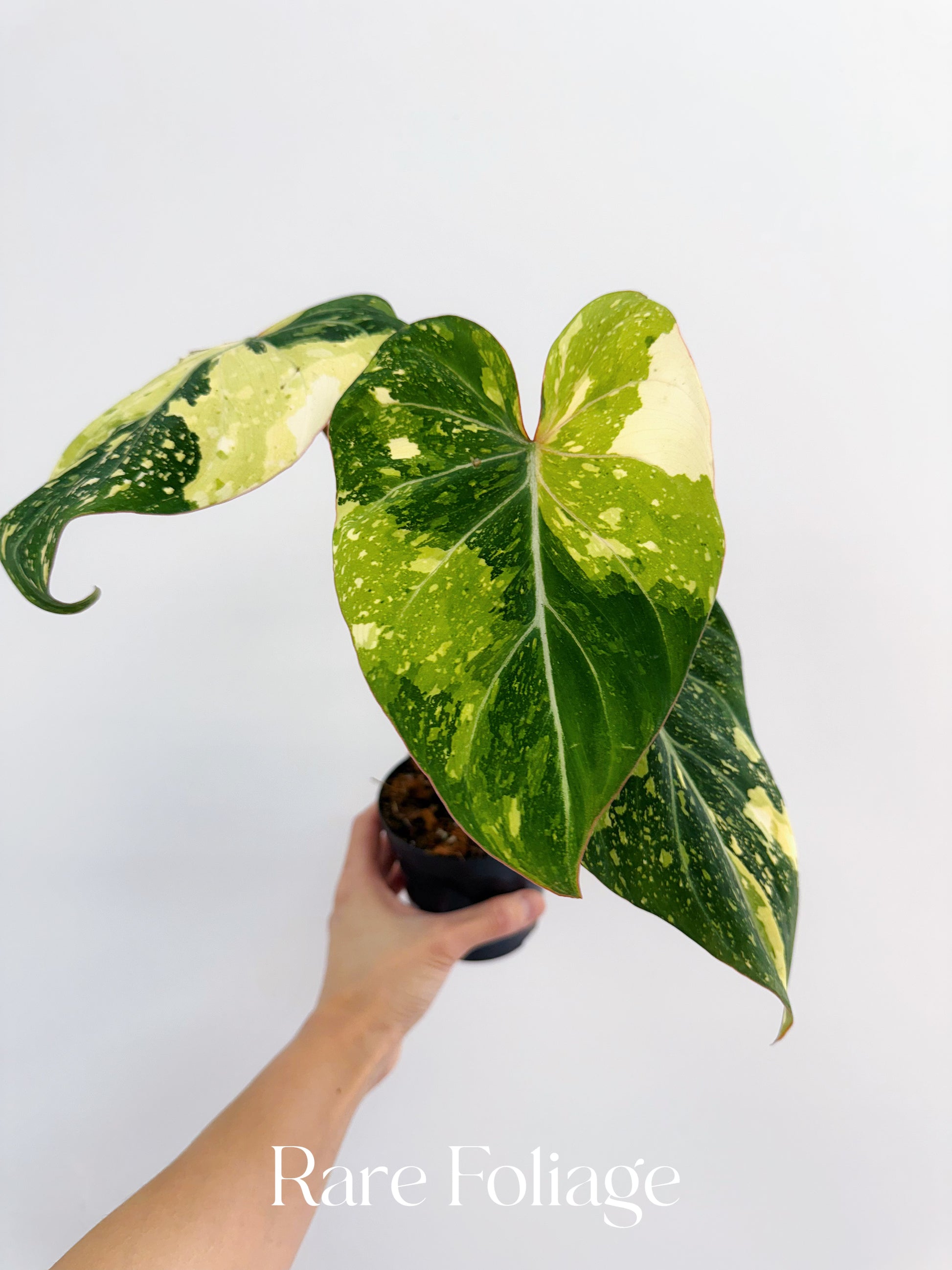 philodendron gloriosum sale Philodendron Gloriosum Variegated 4" (Type 2 Galaxy) – Rare Foliage Plant Co