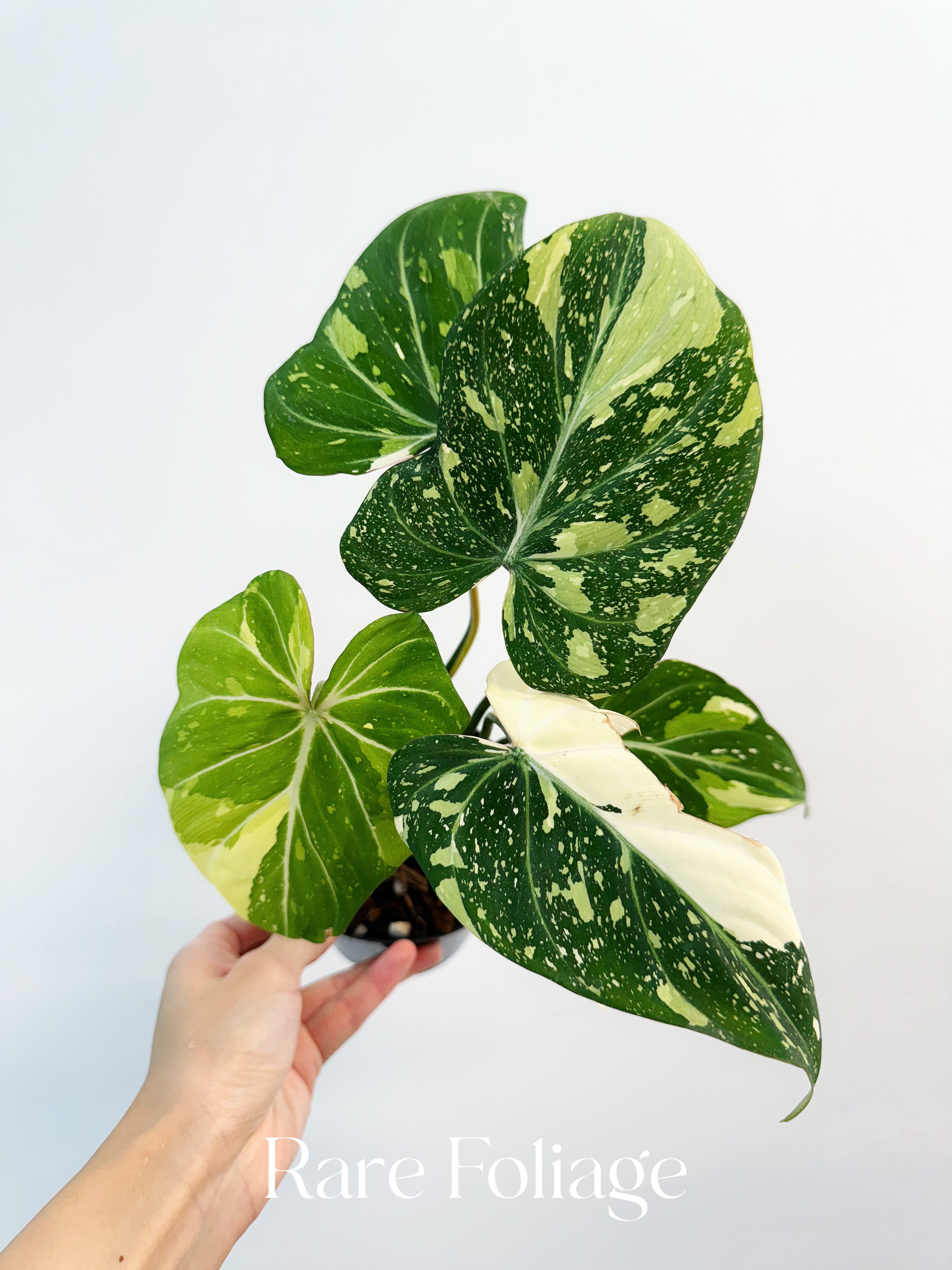 Philodendron Gloriosum Variegated - Thumbnail 2
