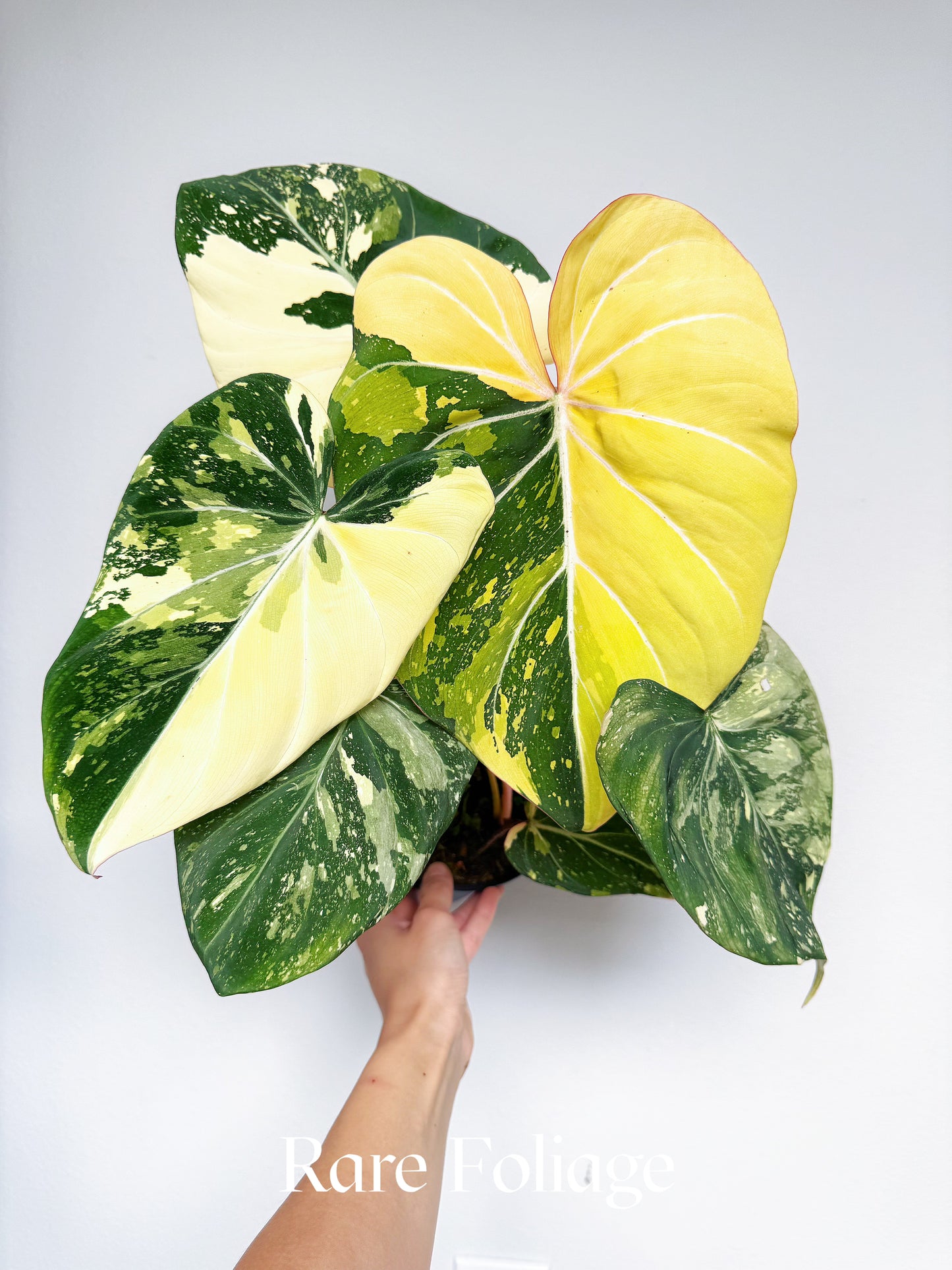 Philodendron Gloriosum Type 2 Galaxy Variegated 6” Exact Plant