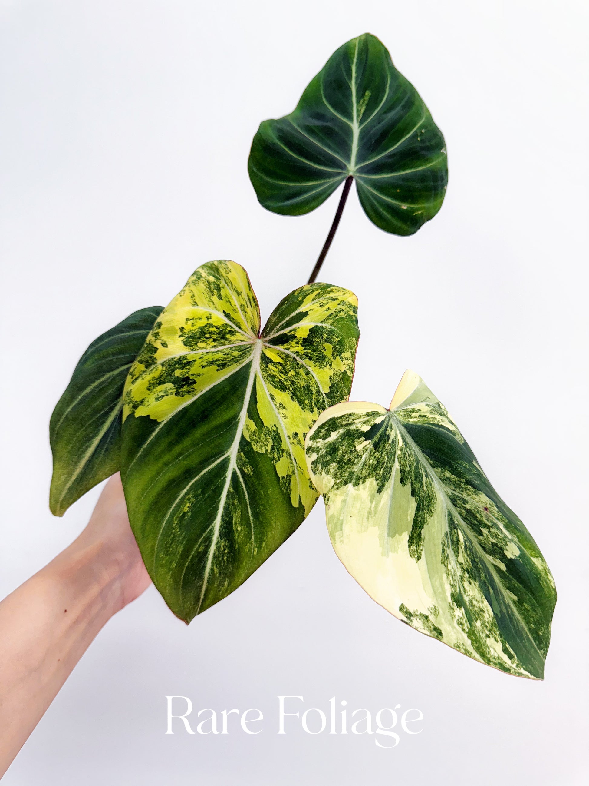 philodendron gloriosum yellowing leaves Philodendron Gloriosum Variegated 4" – Rare Foliage Plant Co