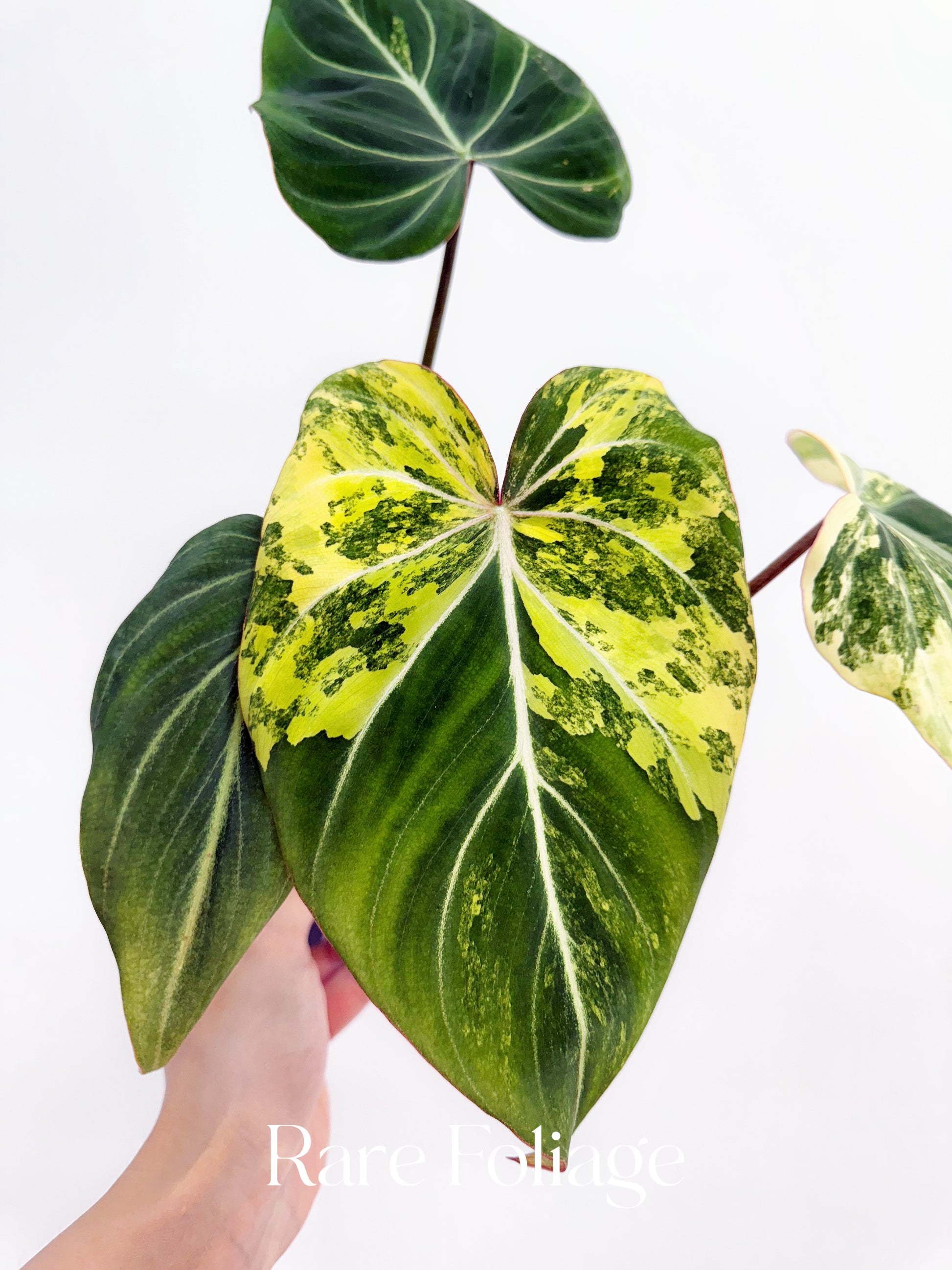 philodendron gloriosum rare Philodendron Gloriosum Variegated 4"
