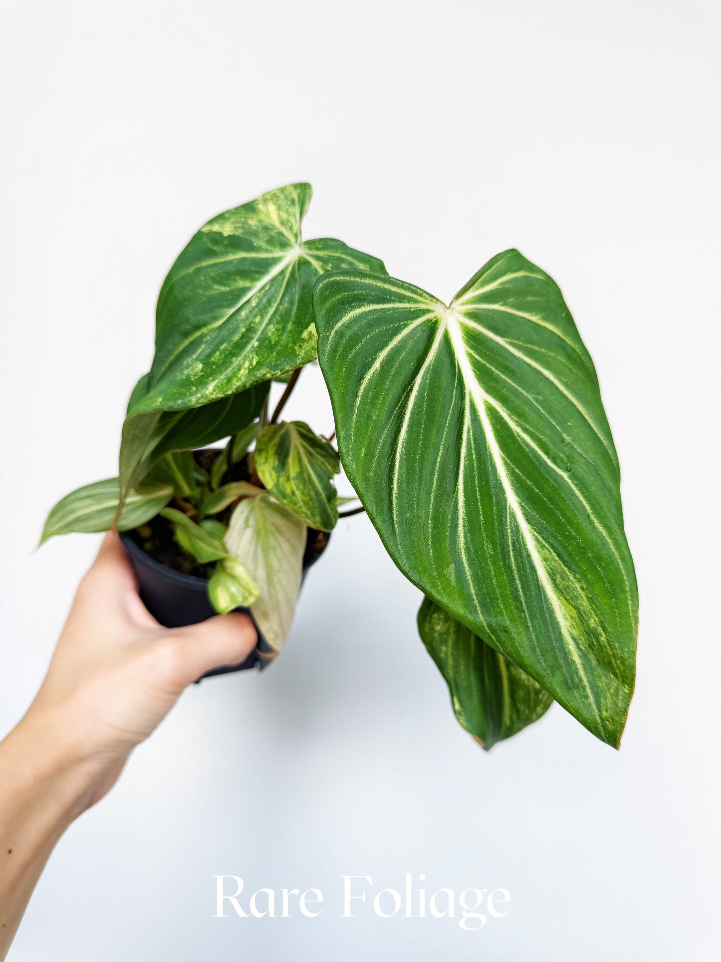 Philodendron Gloriosum Variegated Low Variegation 4"