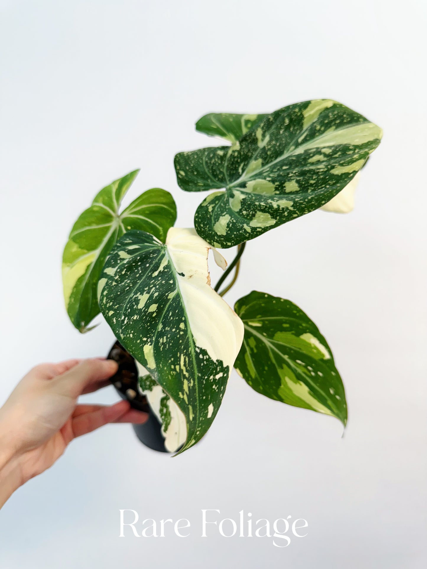 Philodendron Gloriosum Variegated 4" Exact Plant