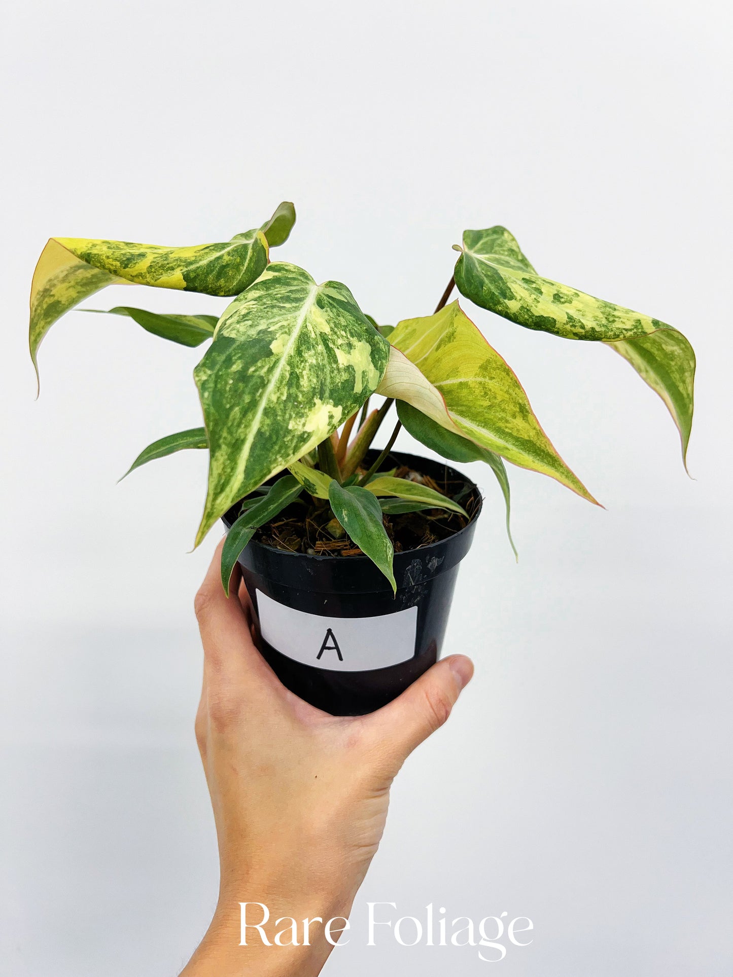 Philodendron Gloriosum Variegated 4"