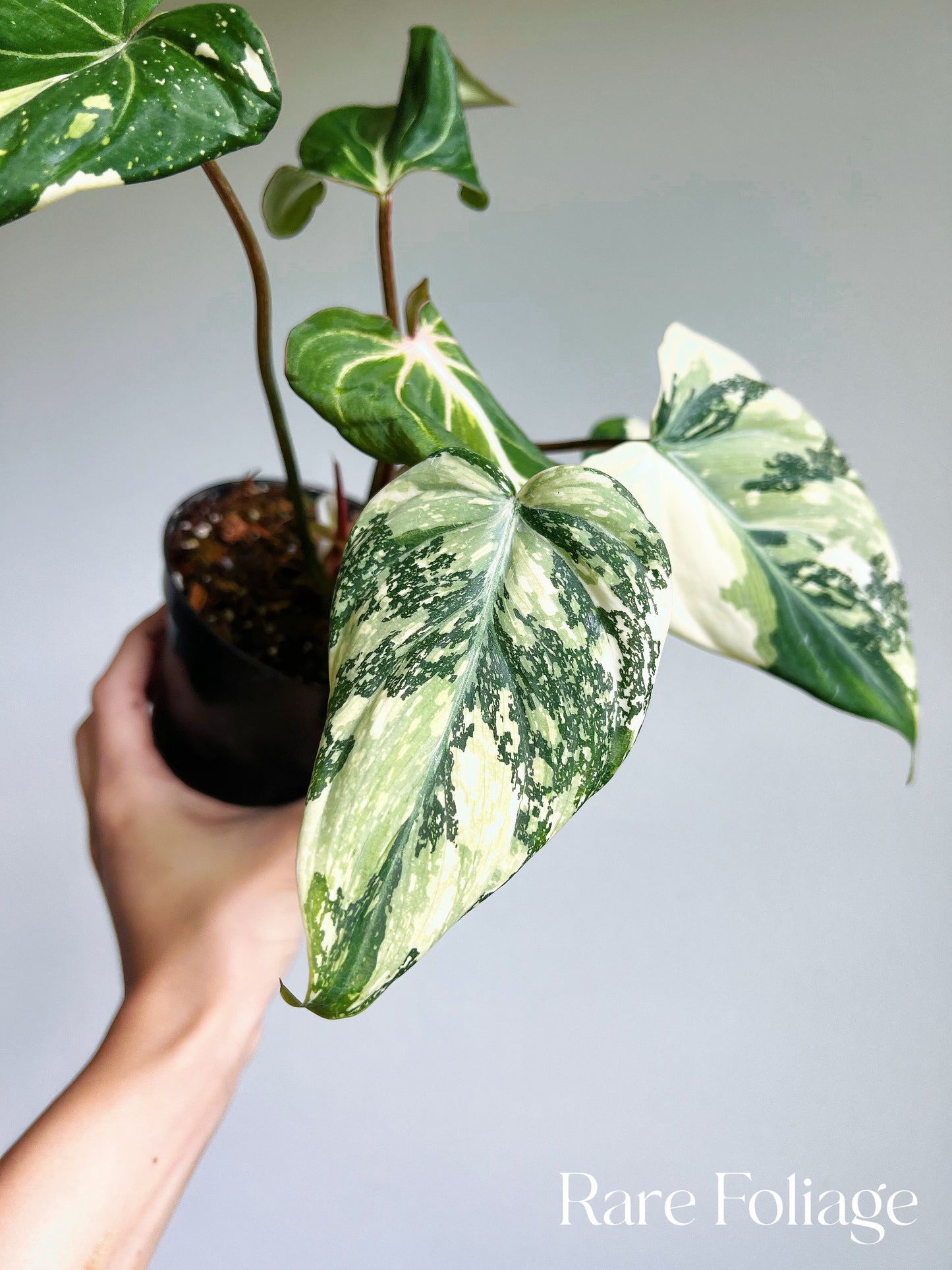 Philodendron Gloriosum Variegated 4" Large Exact Plant