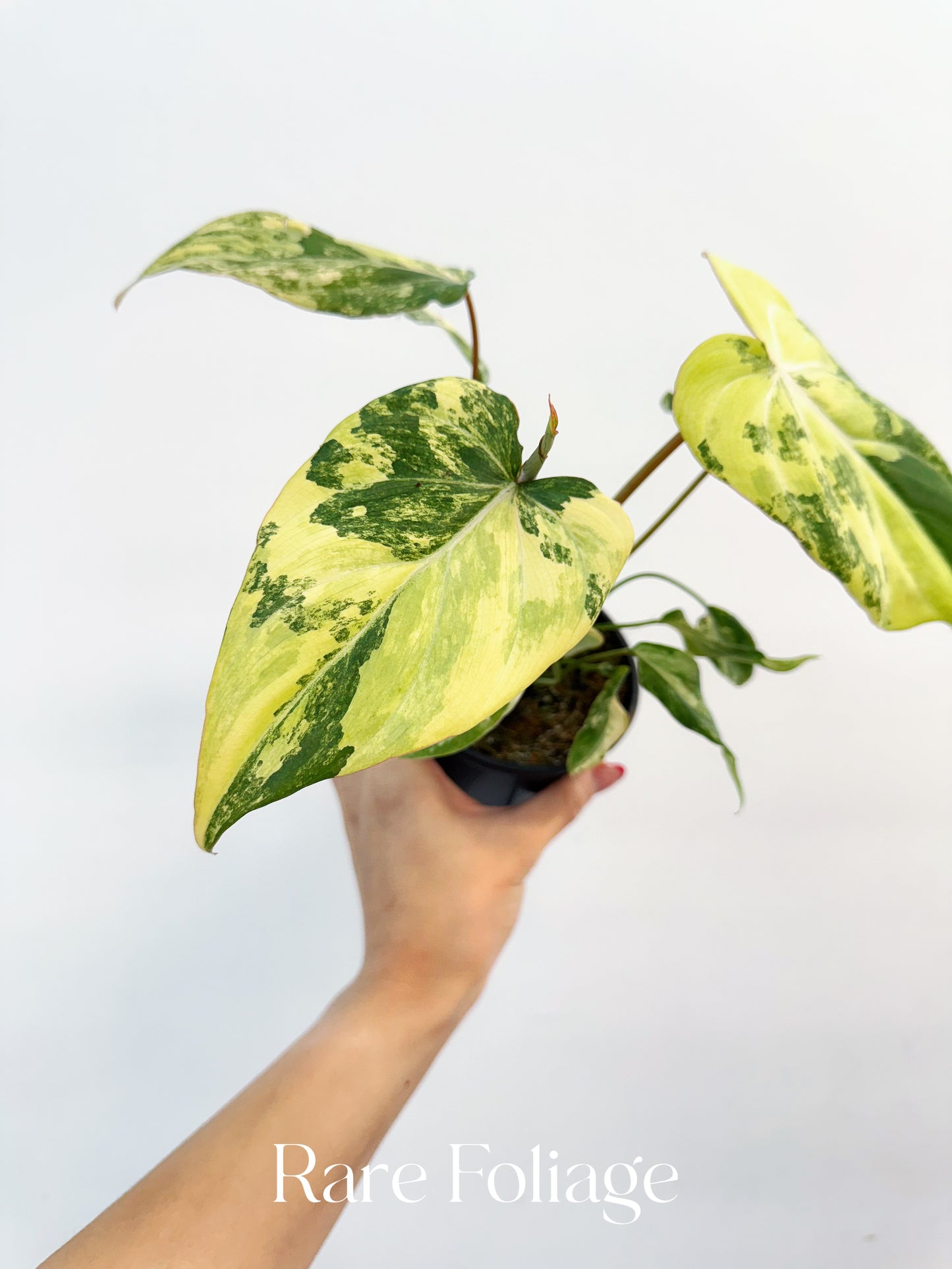 Philodendron Gloriosum Variegated Large 4” Exact Plant