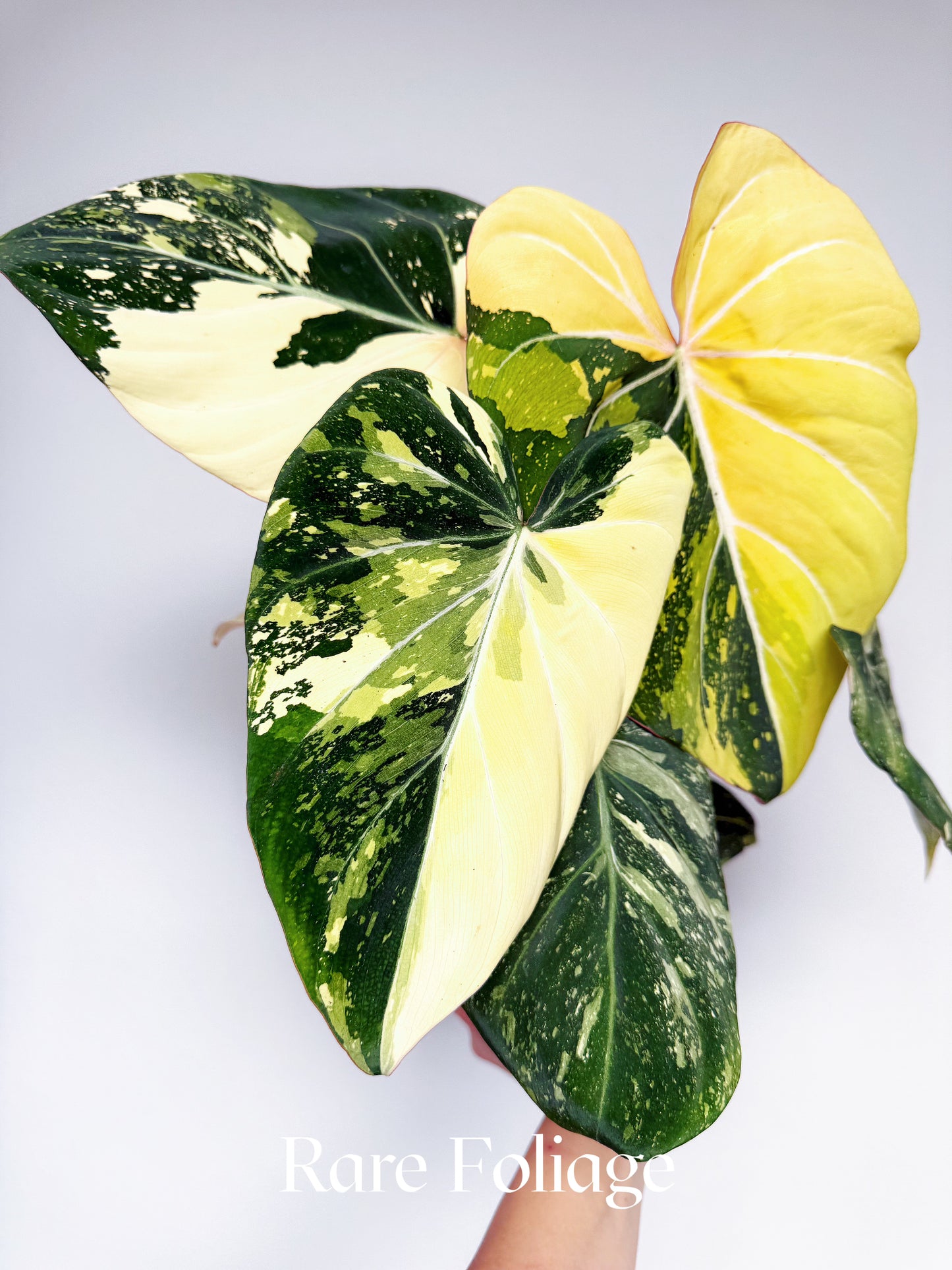 Philodendron Gloriosum Type 2 Galaxy Variegated 6” Exact Plant