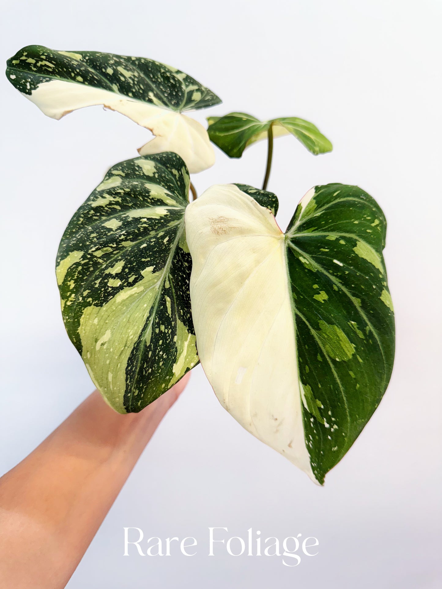 Philodendron Gloriosum Variegated 4" Exact Plant