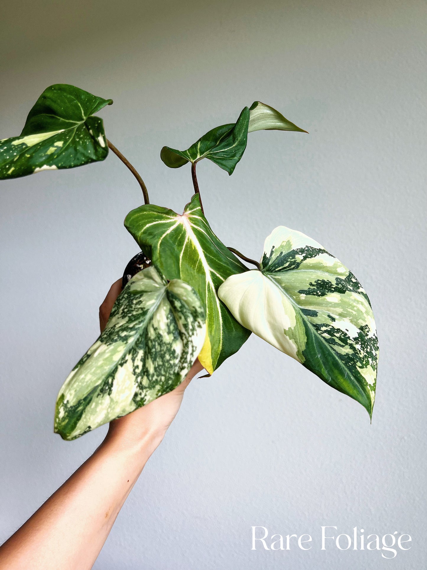 Philodendron Gloriosum Variegated 4" Large Exact Plant