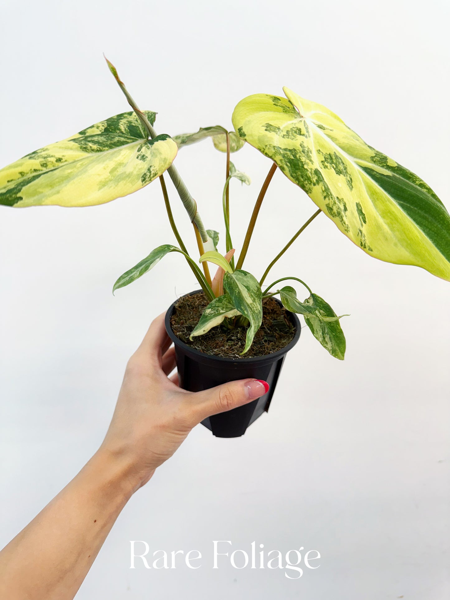Philodendron Gloriosum Variegated Large 4” Exact Plant