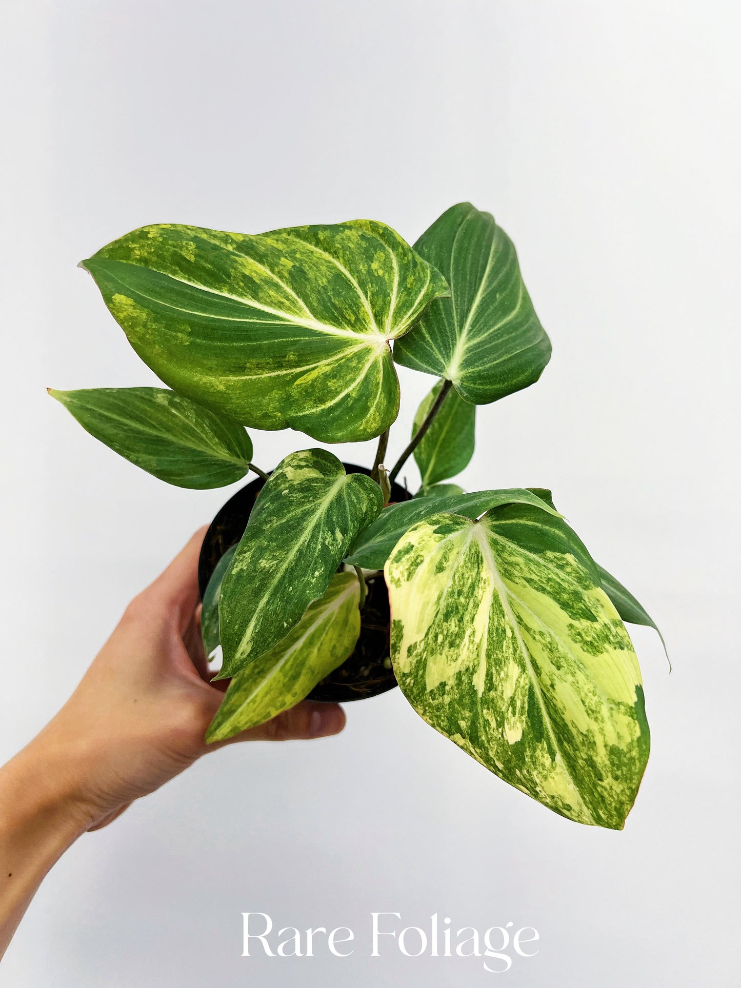 Philodendron Gloriosum Variegated 4"