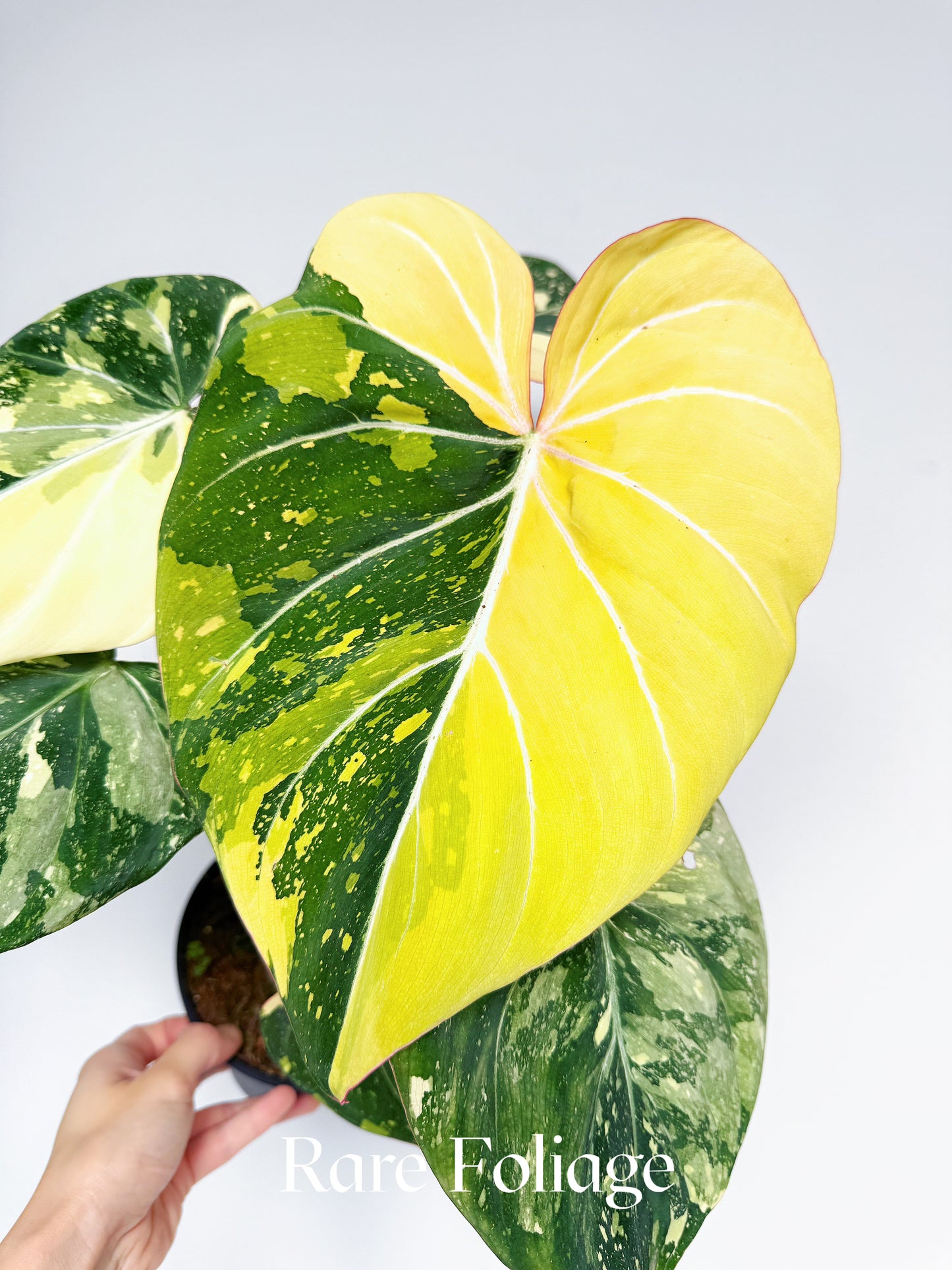 Philodendron Gloriosum Type 2 Galaxy Variegated 6” Exact Plant