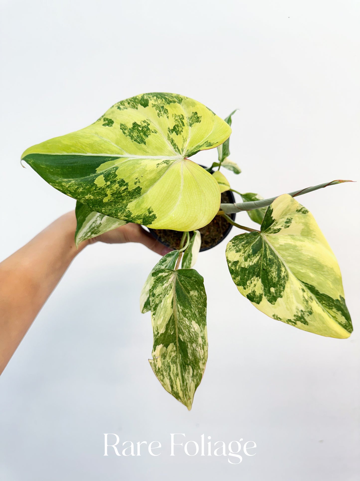 Philodendron Gloriosum Variegated Large 4” Exact Plant