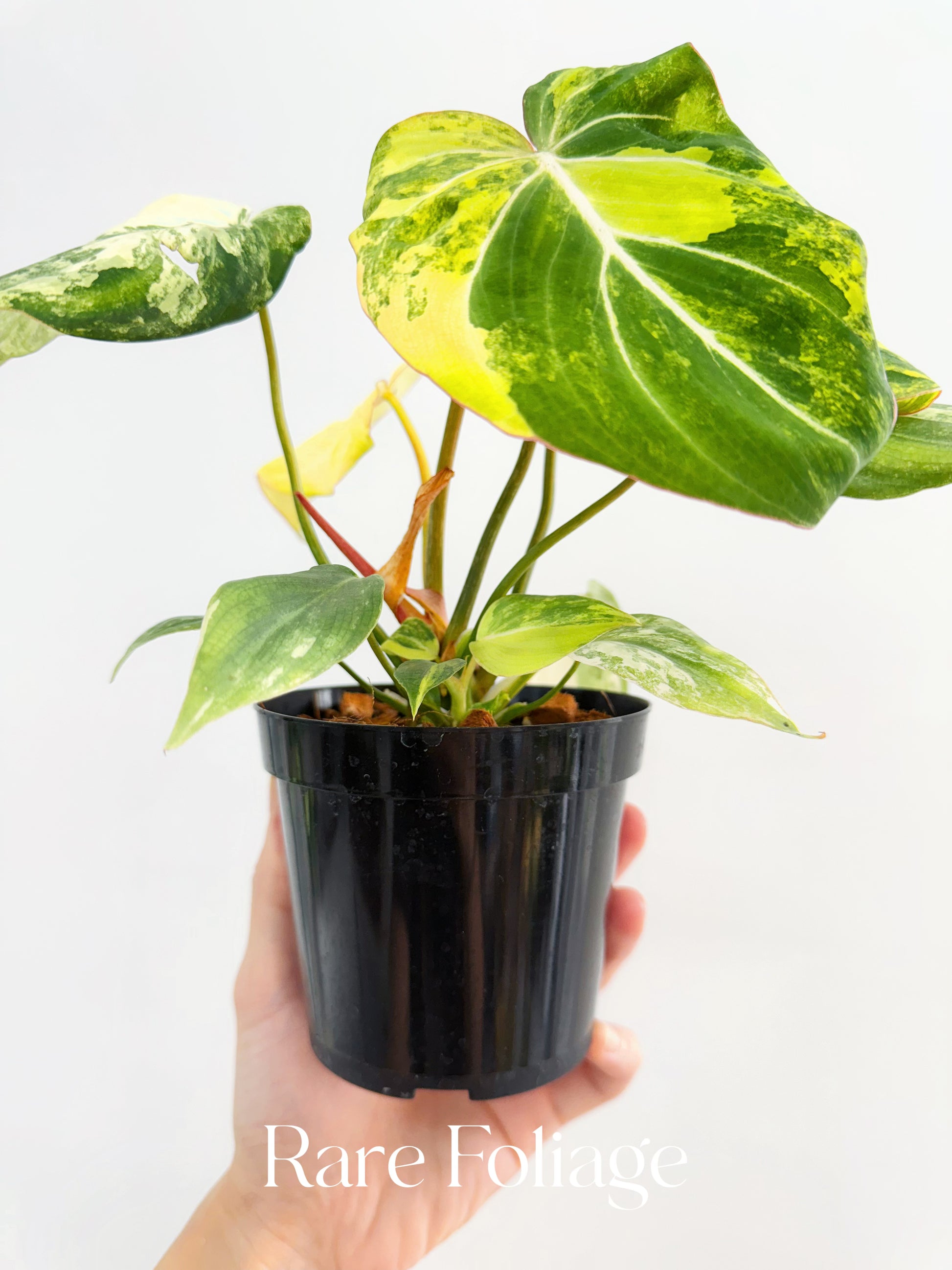Philodendron Gloriosum Variegated 4