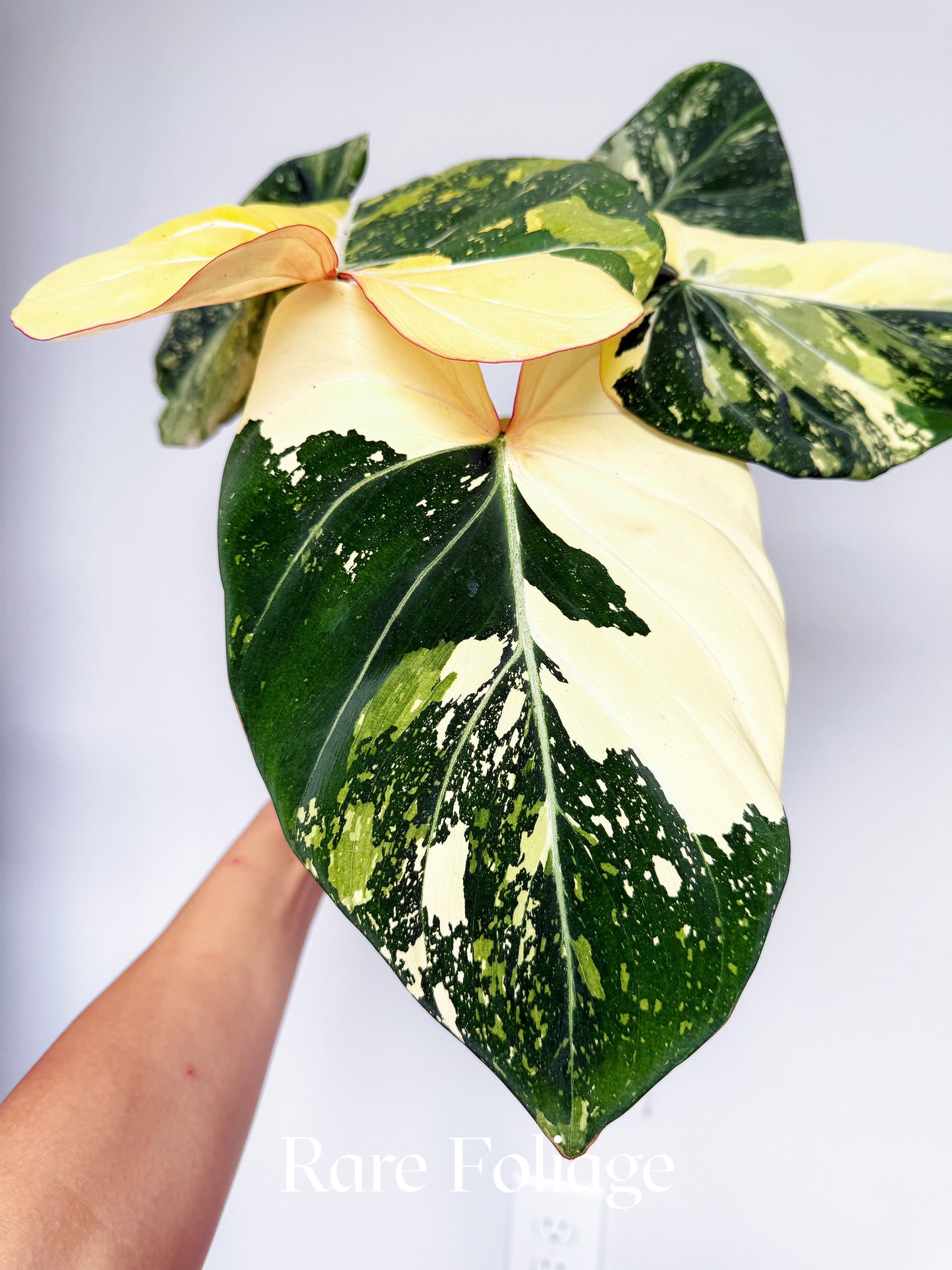 Philodendron Gloriosum Type 2 Galaxy Variegated 6” Exact Plant