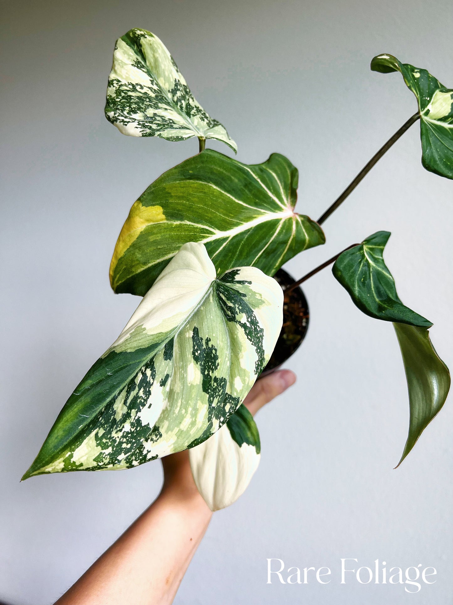 Philodendron Gloriosum Variegated 4" Large Exact Plant