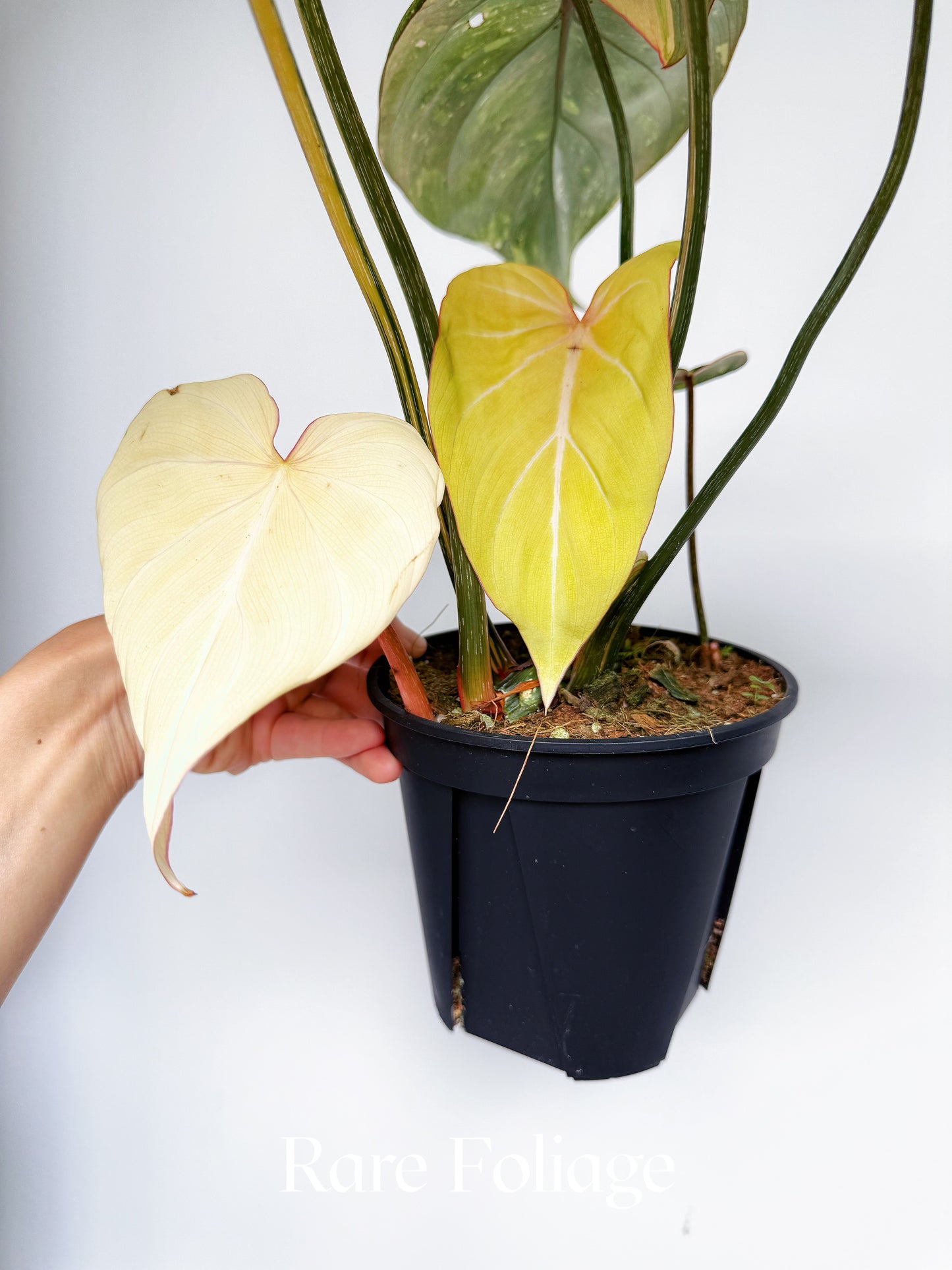 Philodendron Gloriosum Type 2 Galaxy Variegated 6” Exact Plant